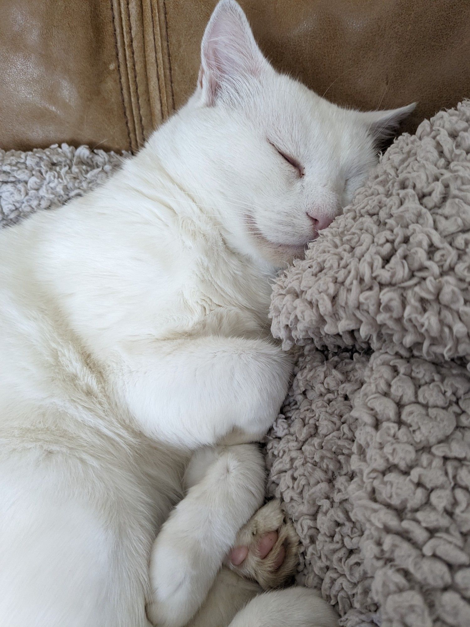 Close up of a sleeping white cat whose face is snuggled against a fuzzy light brown blanket