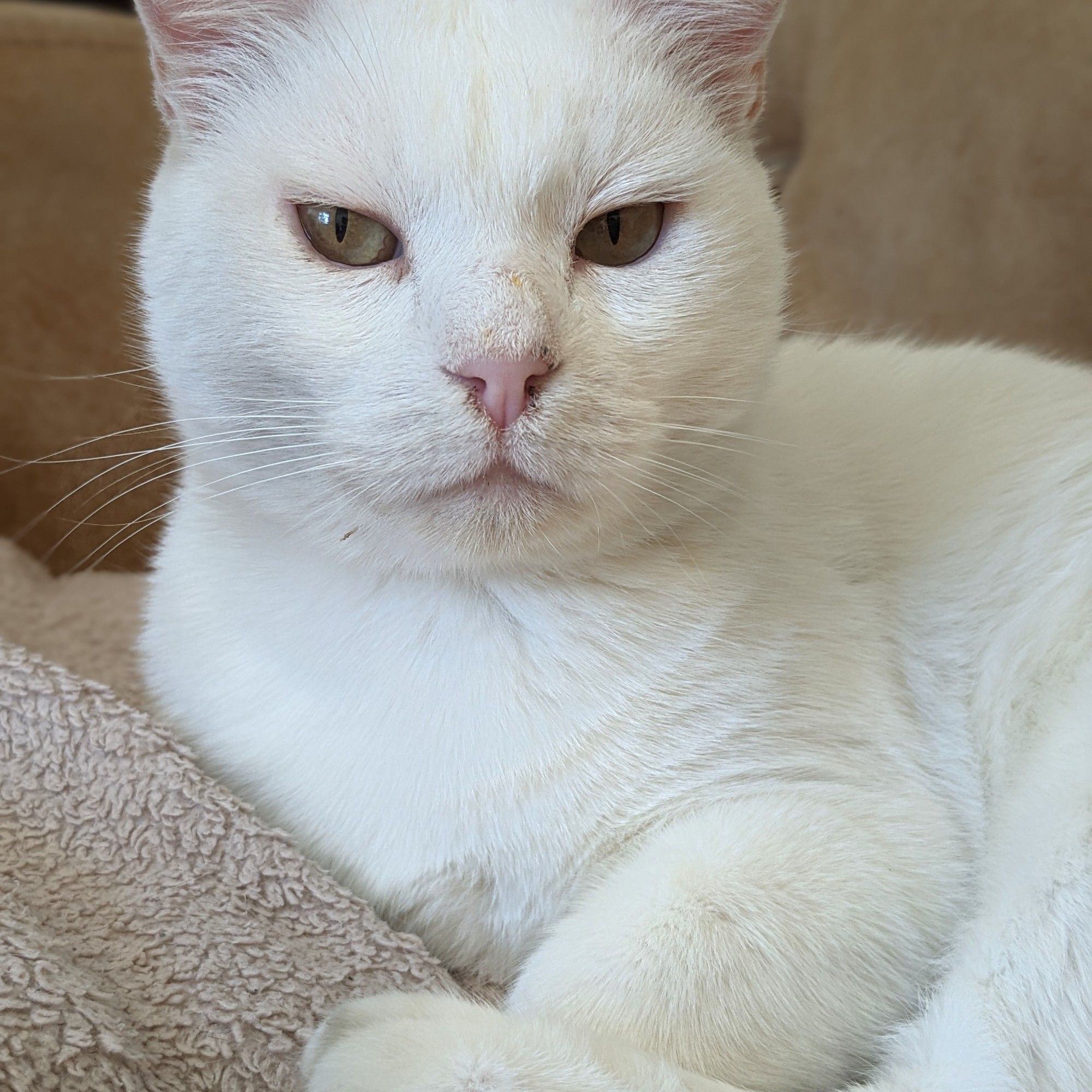 A white cat lounges handsomely on a light brown fleecy blanket. He's looking directly at the camera and trying to strike a serious pose, but it has to be said some of his dinner is on his nose and in his chin fur