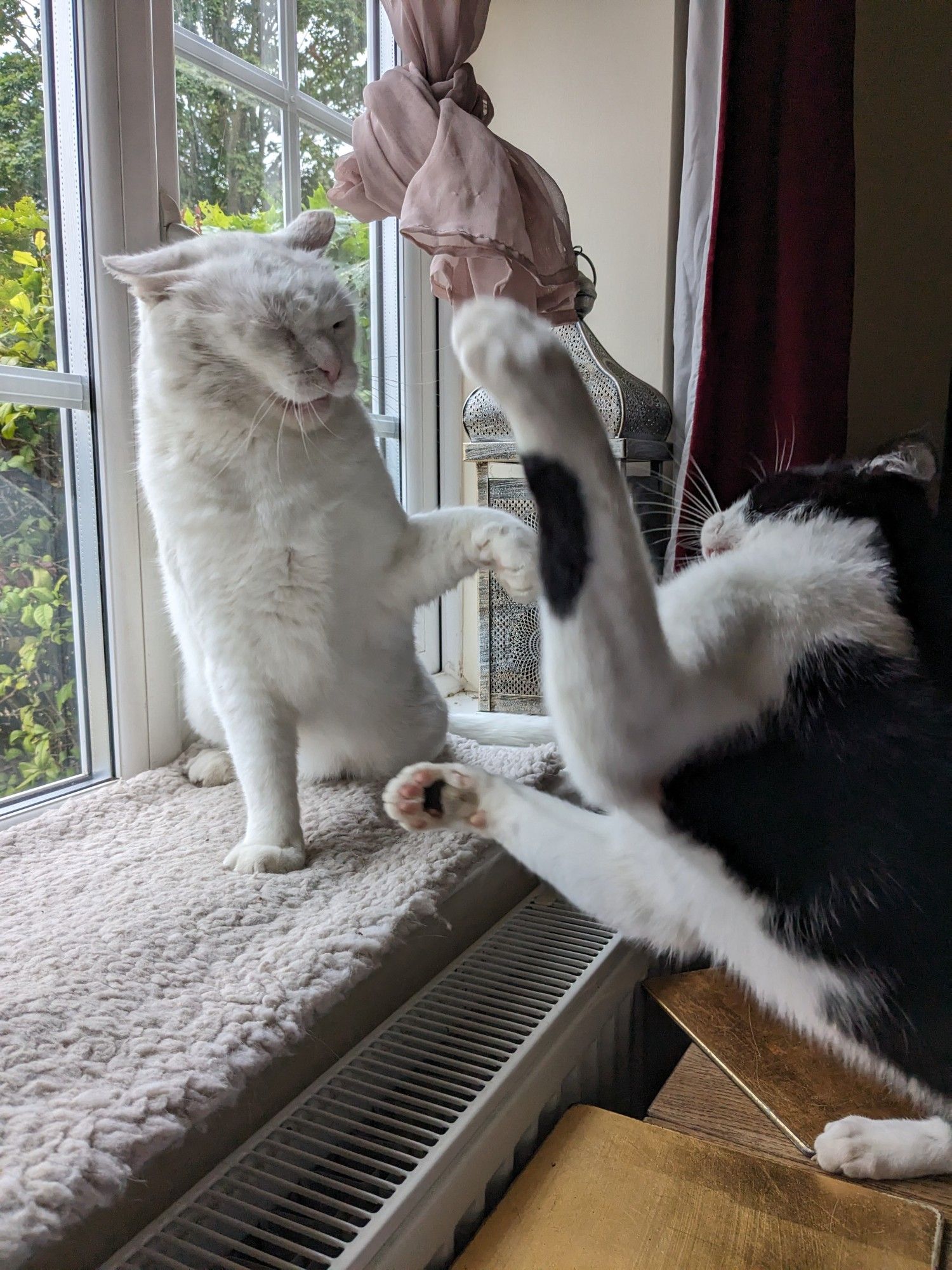 A white cat and a smaller black and white cat are having a pretty considerable play fight in the window. The white cat has one front paw raised and his face scrunched up and ears in airplane mode as he's about to receive a bap from both front paws of his brother