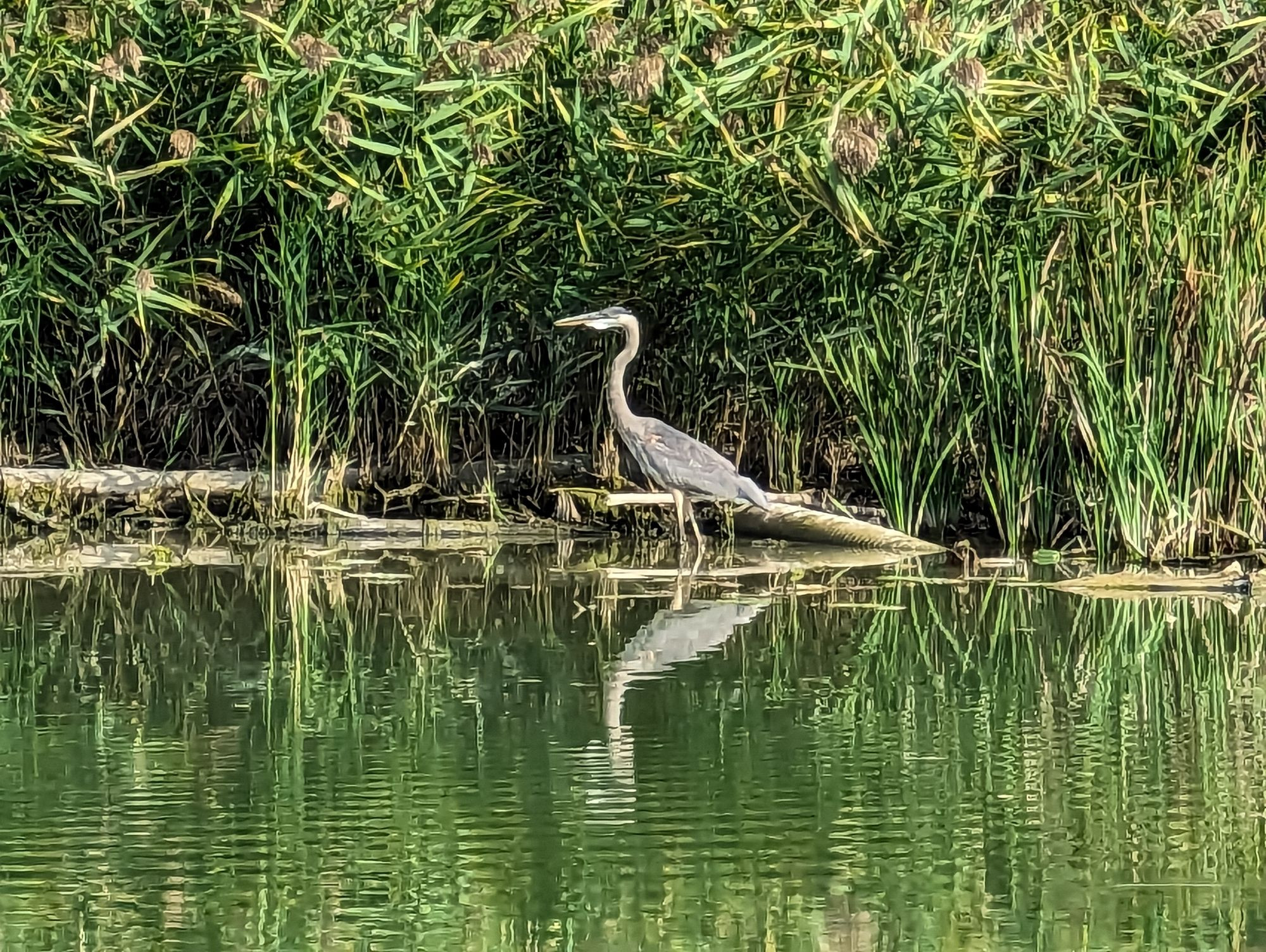 a great blue heron wading in the water on the edge of a river