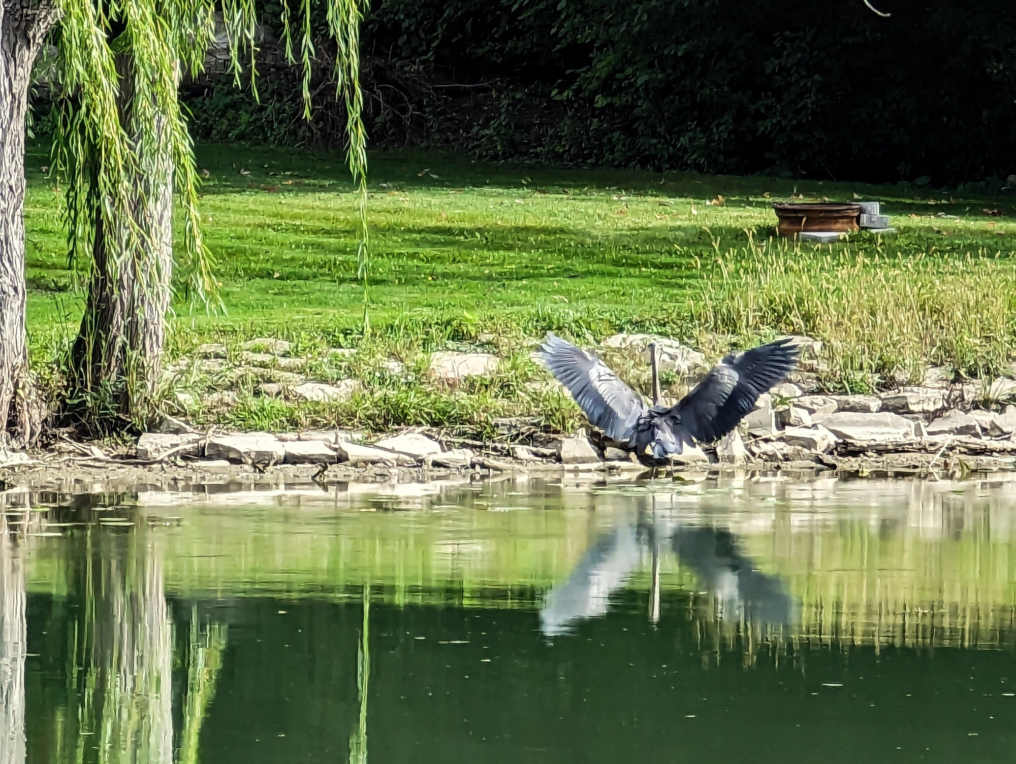 the same great blue heron, spreading its wings wide for a balanced landing