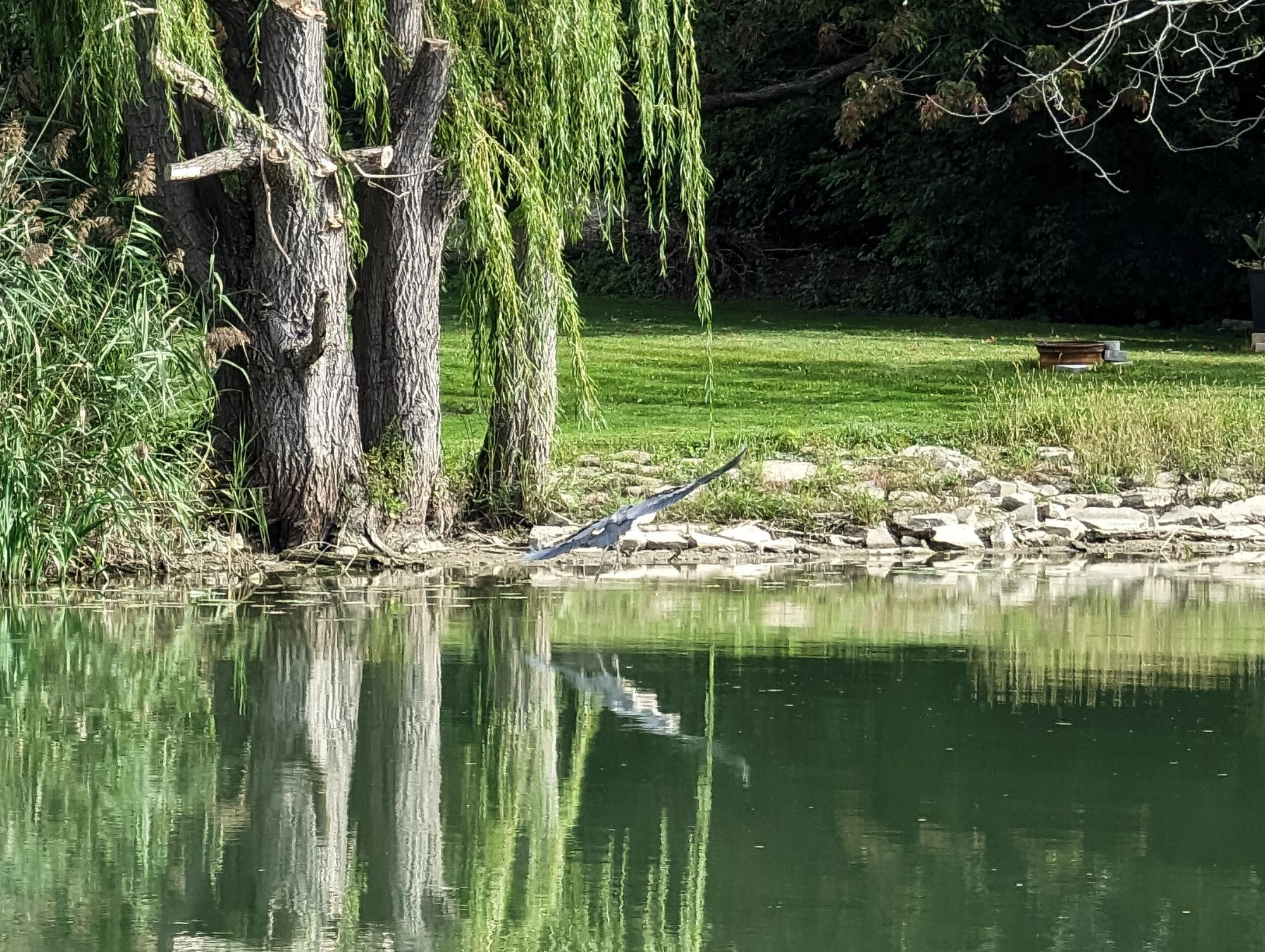 the same great blue heron flying to another spot on the river