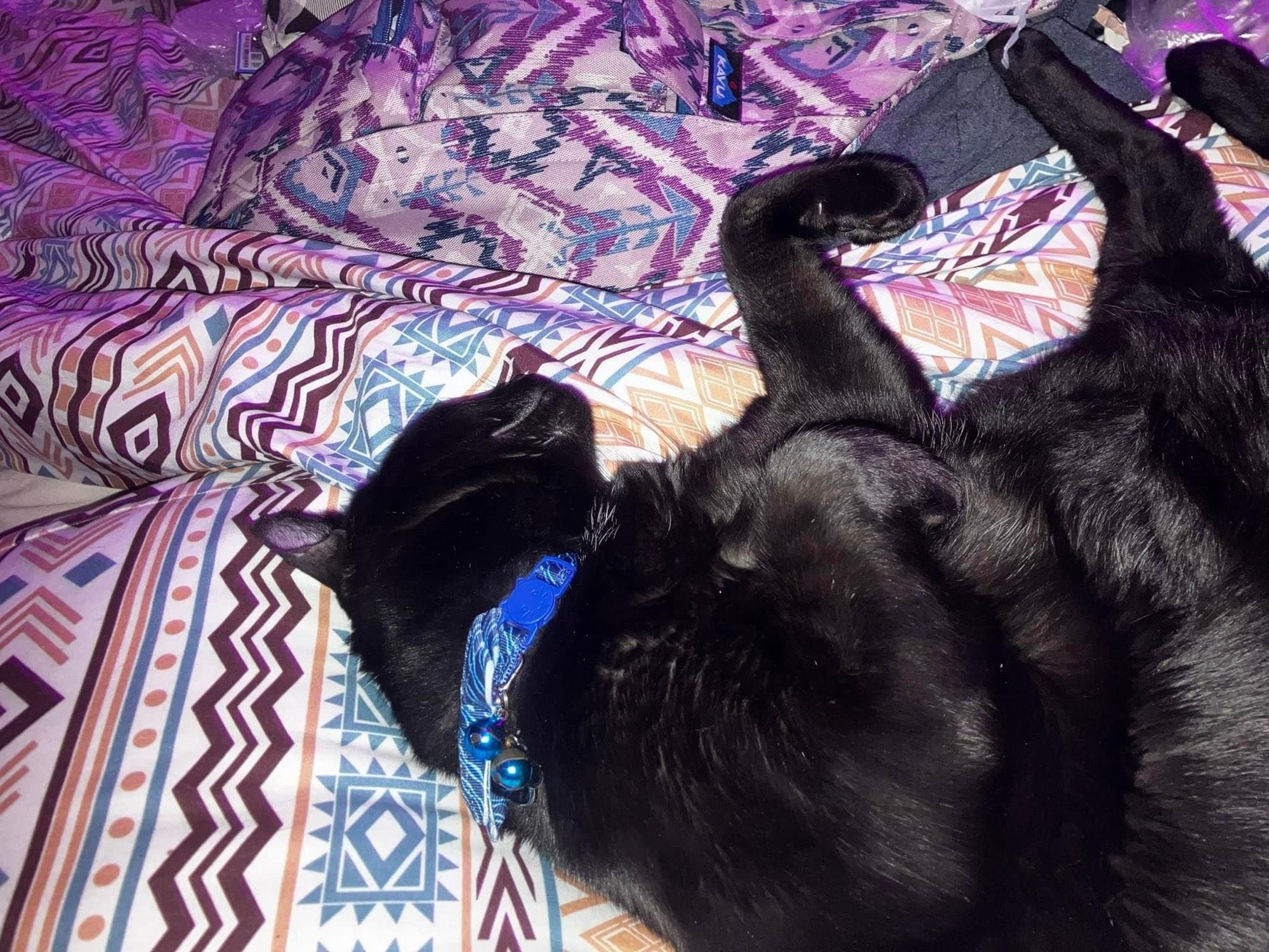 A picture of Magic, the best little black cat on the east coast. He is sprawled out on a purple patterned blanket, wearing a blue bandana.