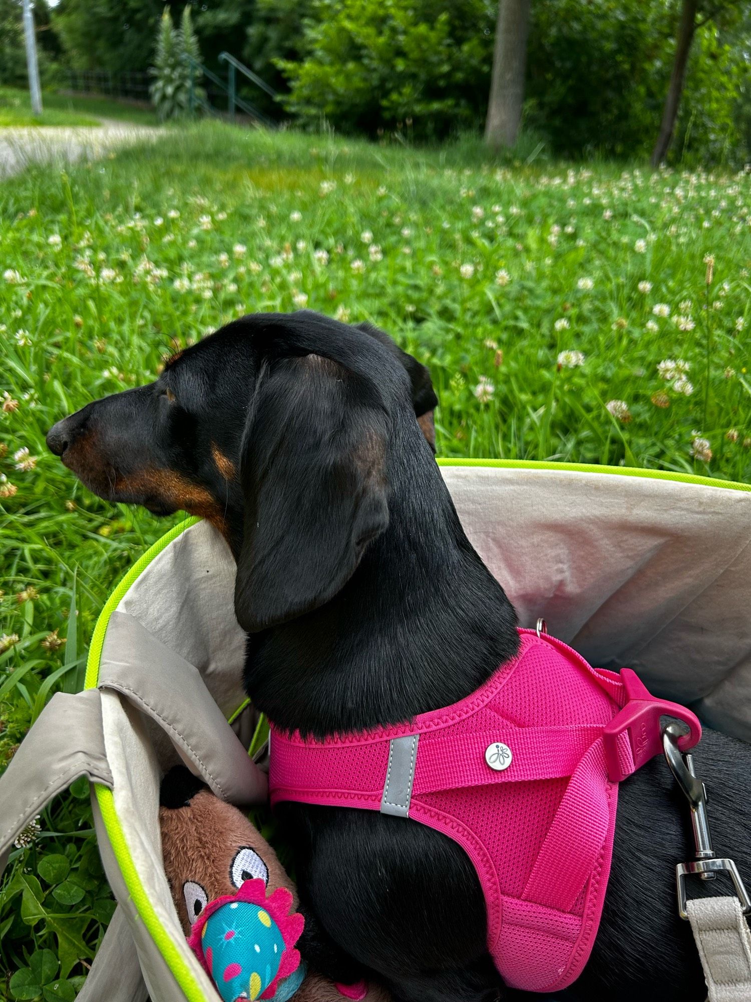 Ein schwarzer Dackel im pinken Geschirr sitzt in einer bequemen Tasche auf einer grünen Wiese