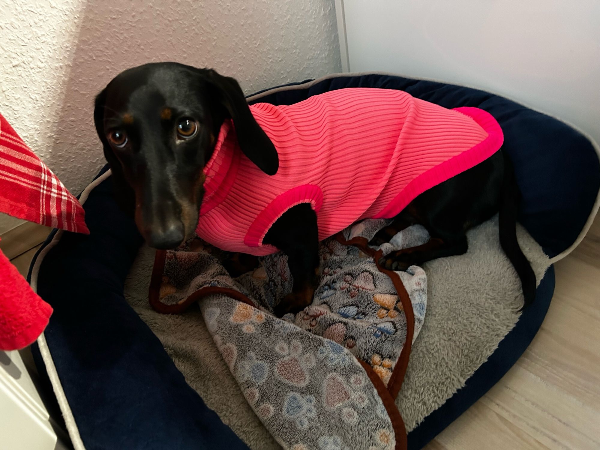 Ein schwarz brauner Dackel sitzt im Körbchen. Sie trägt einen neuen pinken Pullover.