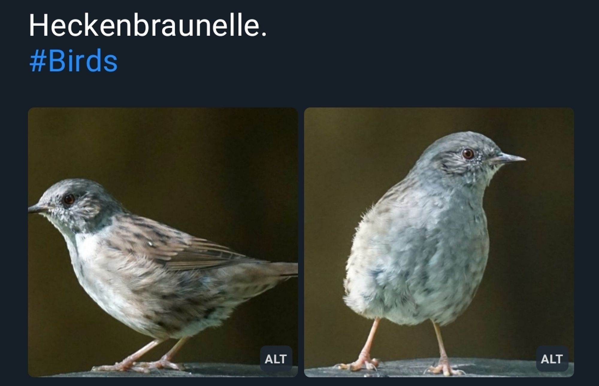 Post bluesky d'un oiseau avec en légende Heckenbraunelle #Birds