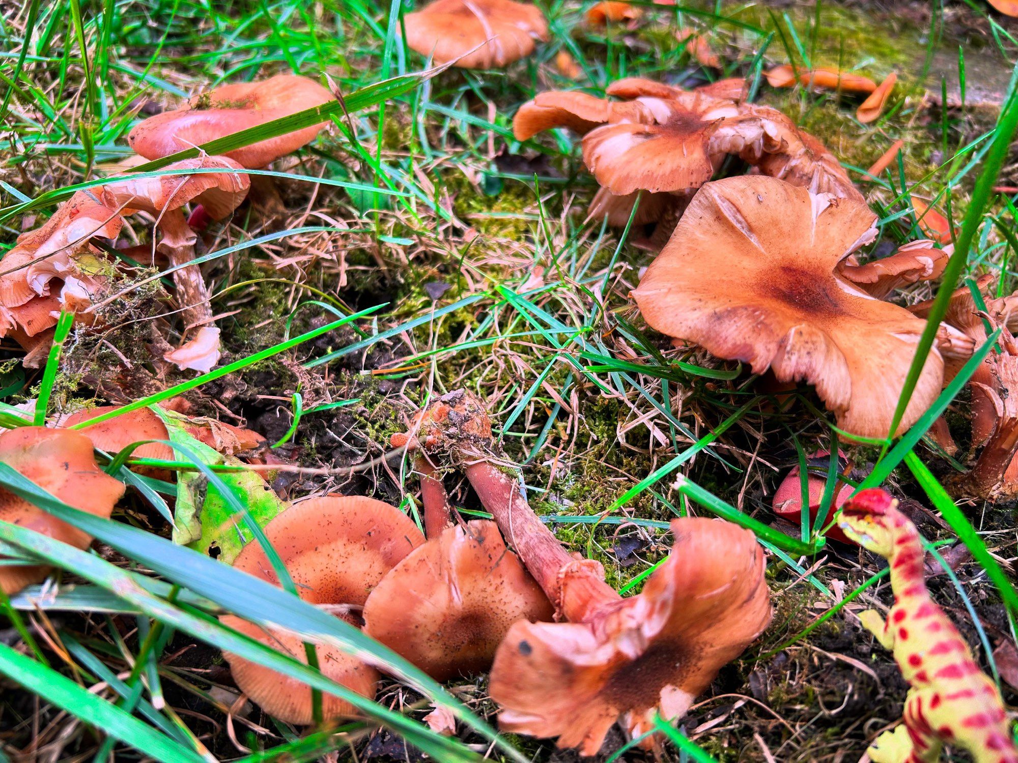 A green Dilophosaurus with brown spots standing in tall, green grass and looking at a circle of brown mushrooms.