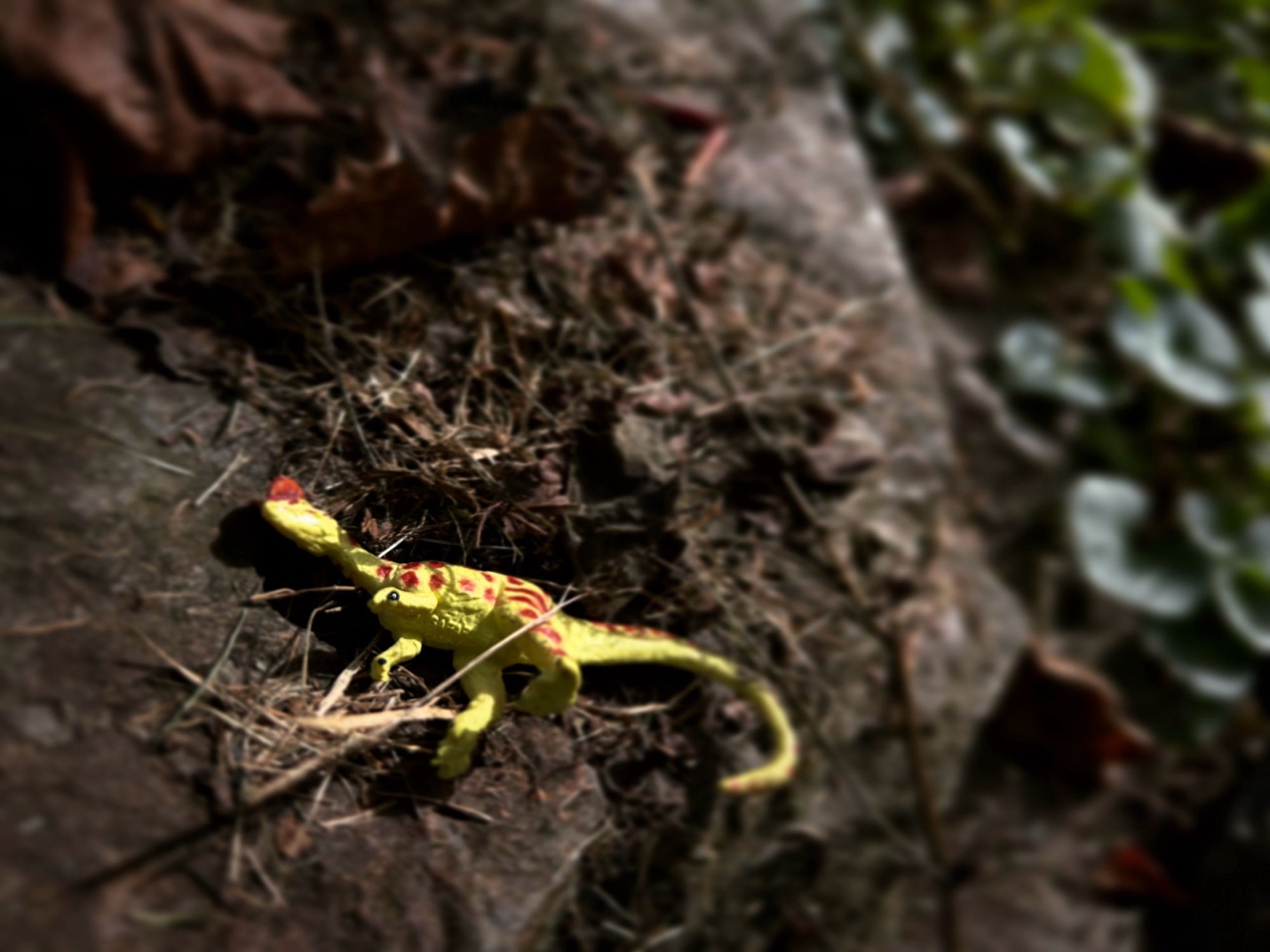 A green Dilophosaurus with brown spots sleeping on some leaves atop a rock. Green foliage thrives in the far right corner.