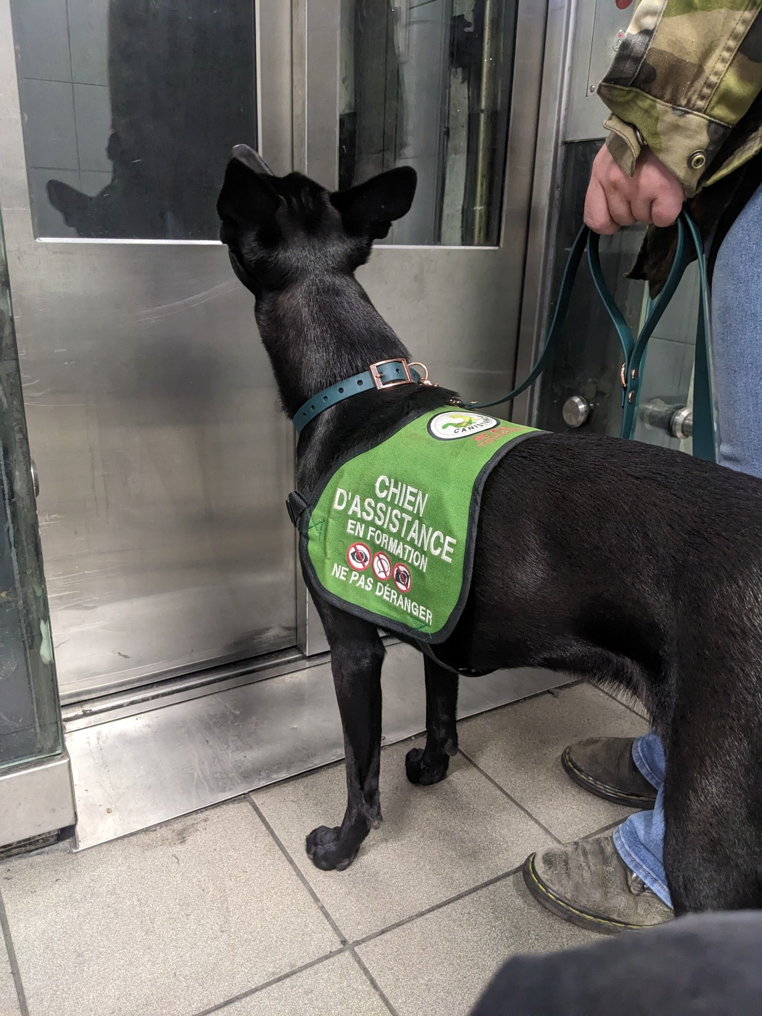 Chienne noire aux poils courts avec une veste "chien d'assistance en formation" verte qui attends sagement debout devant un ascenseur