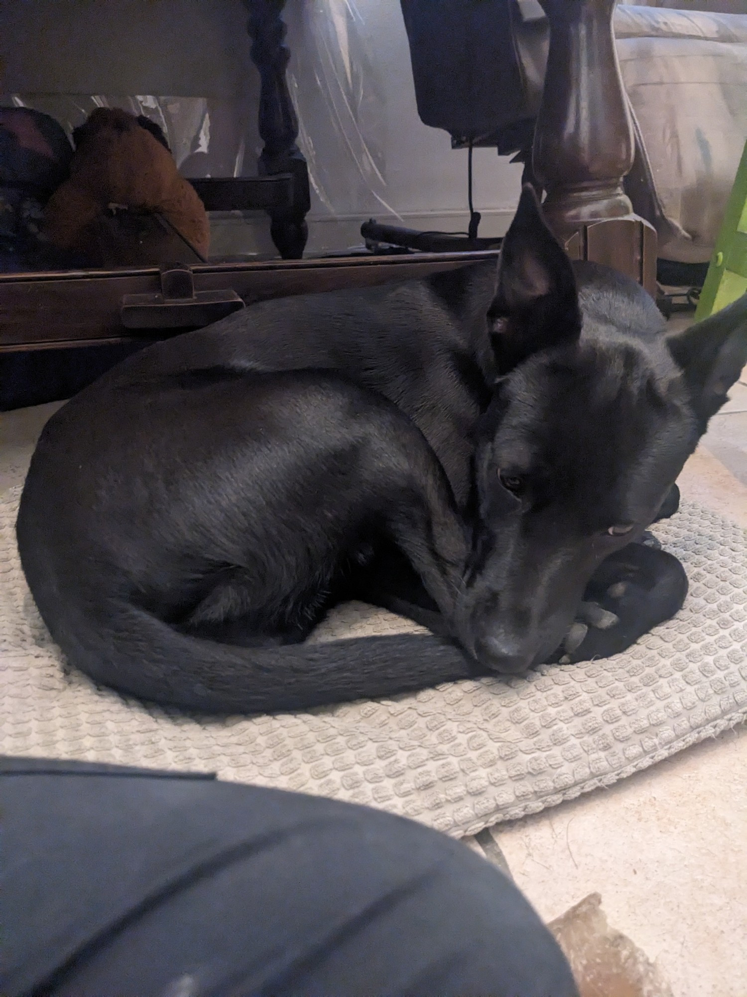 Chienne noire avec des grandes oreilles roulée en boule sur son coussin