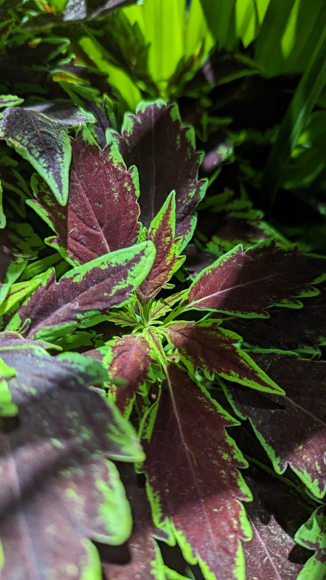 Photos of natural plants from the Square One area in Mississauga, Ontario, Canada