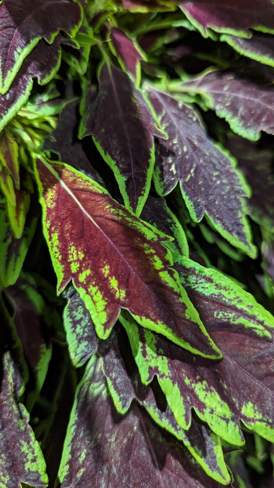 Photos of natural plants from the Square One area in Mississauga, Ontario, Canada