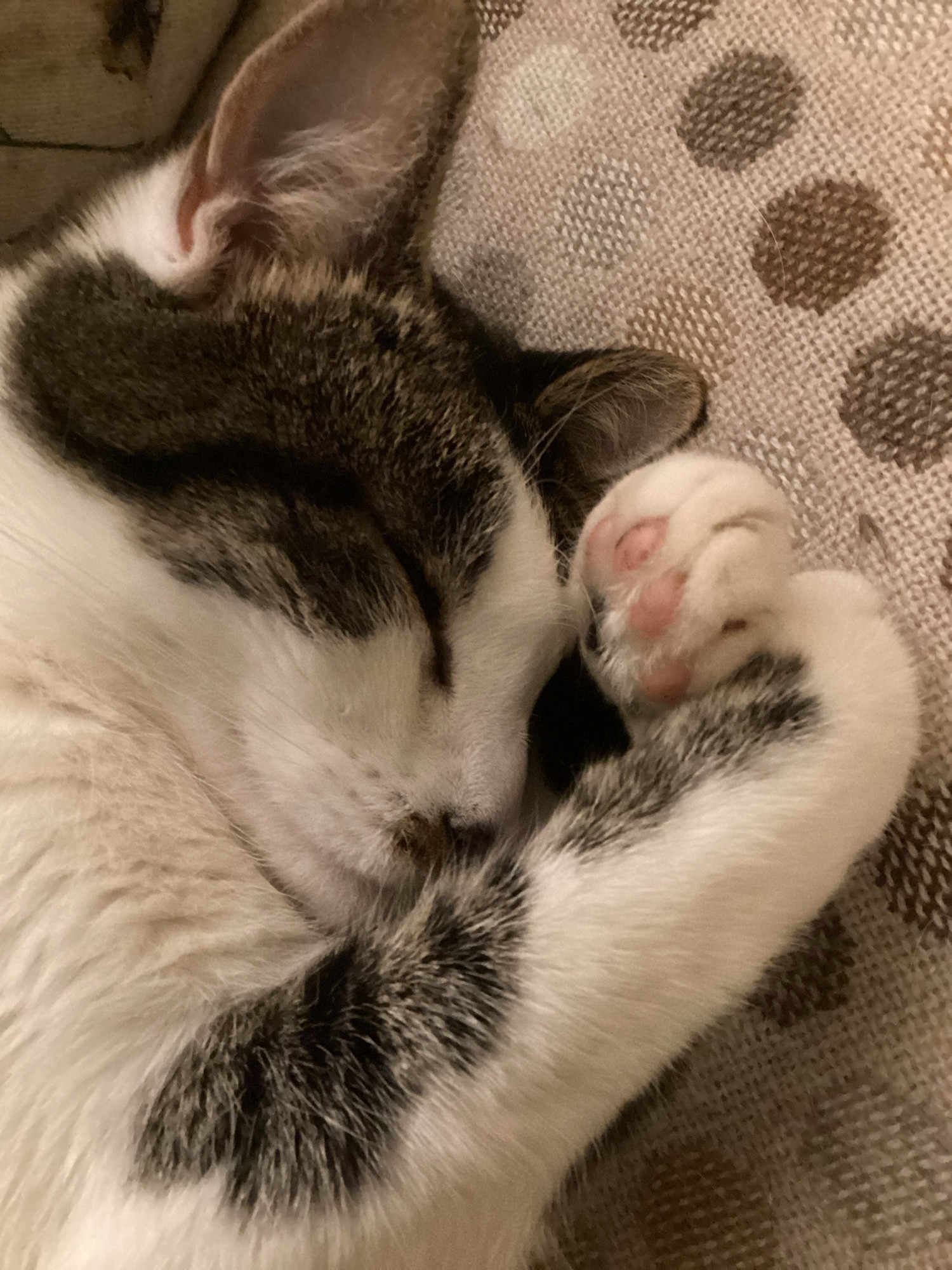 Photo of the head of a Tabby and white cat called Minnie, her paws curled around her face. 