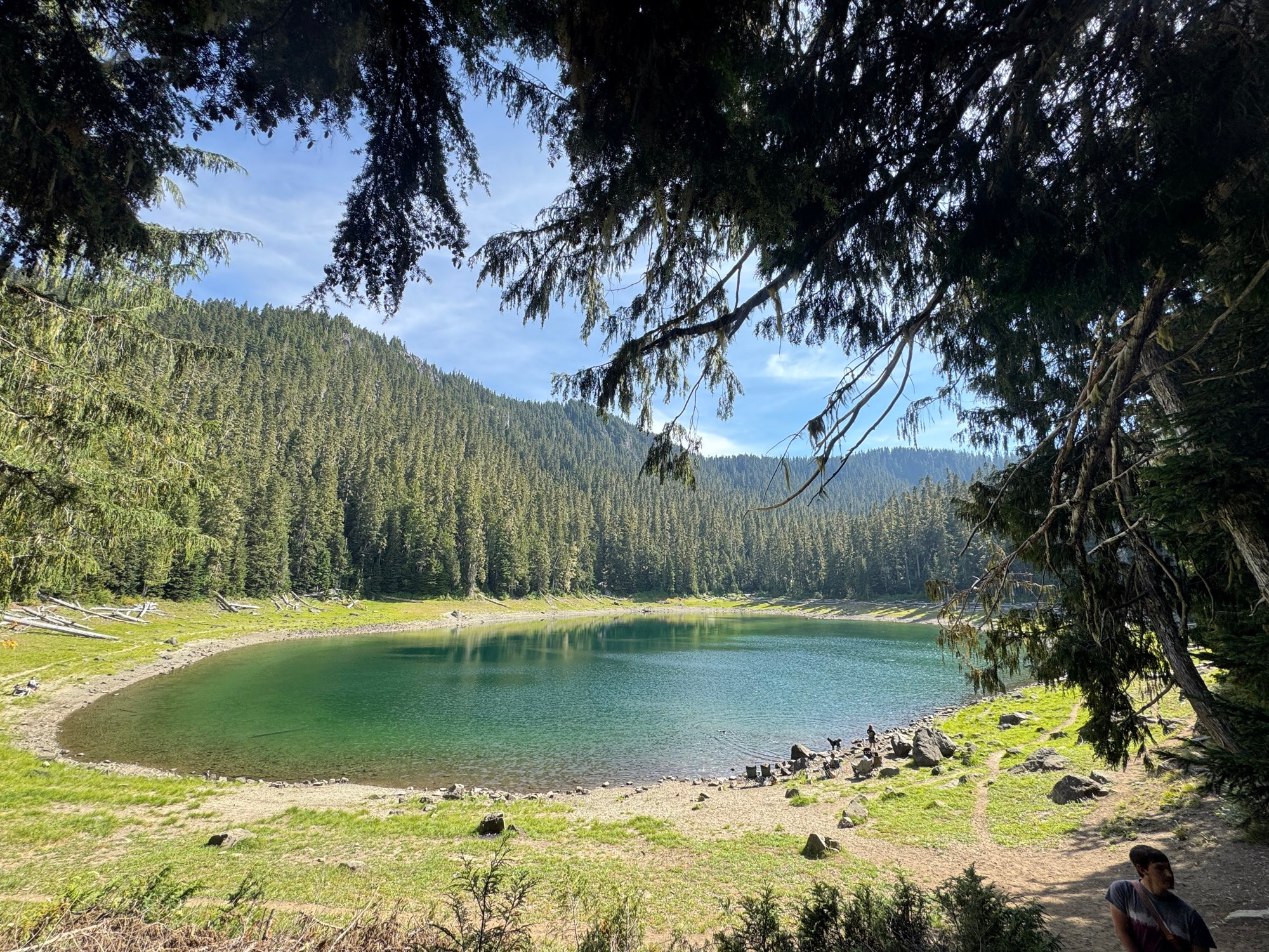 A photo of an alpine lake surrounded by grass, stumps, and eventually the forest trees. 