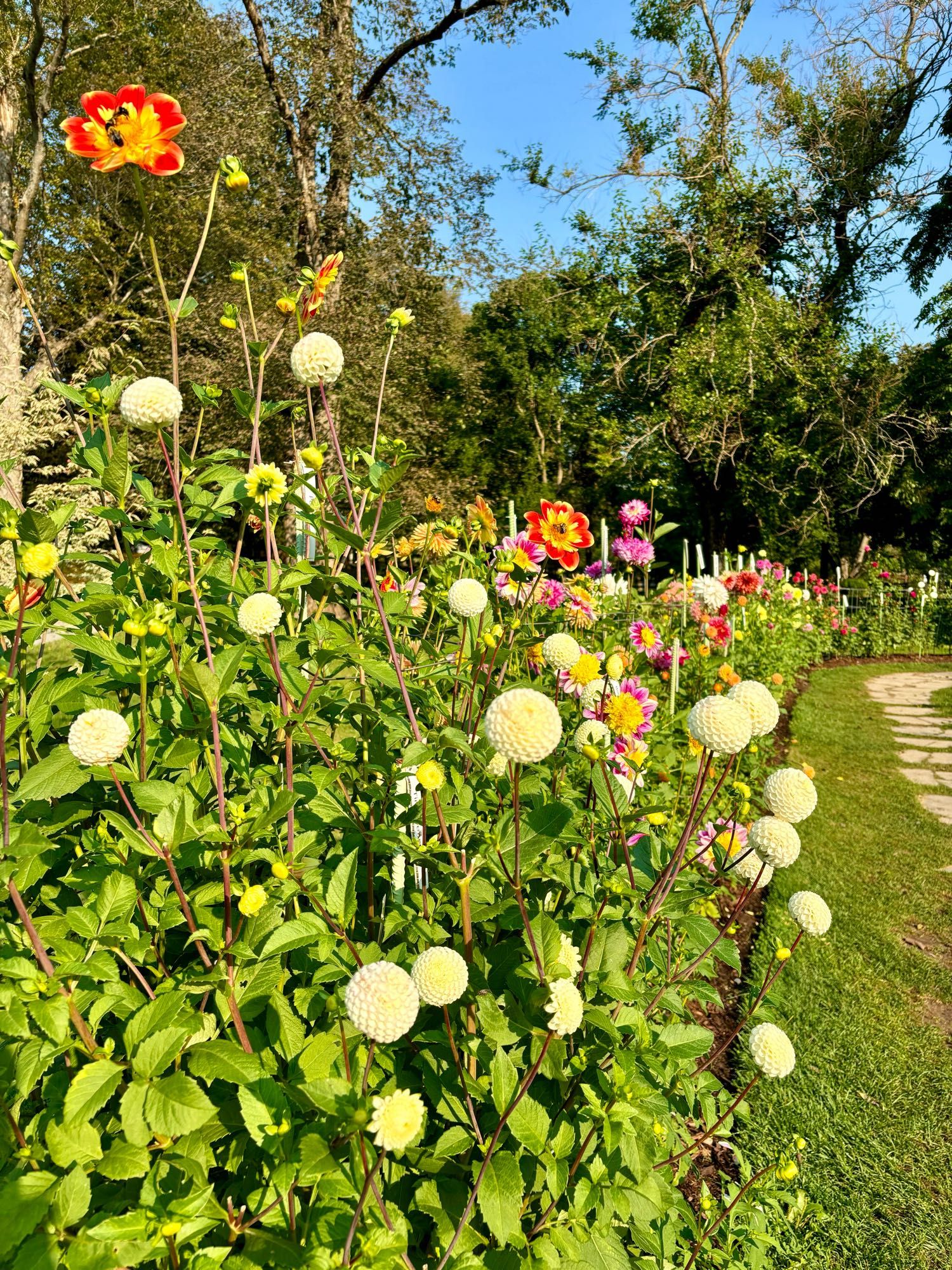 Dahlias