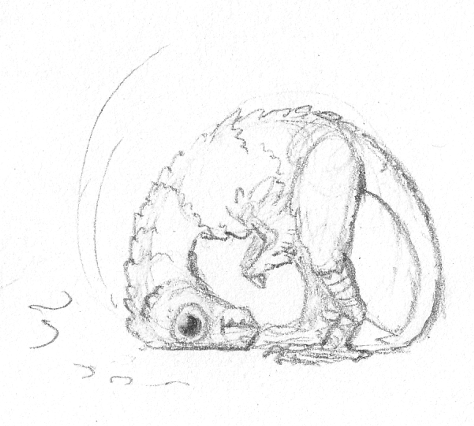 A pencil sketch of the same dinosaur as before, now headbutting the ground for reasons unknown, while seeming entirely unaffected by it.