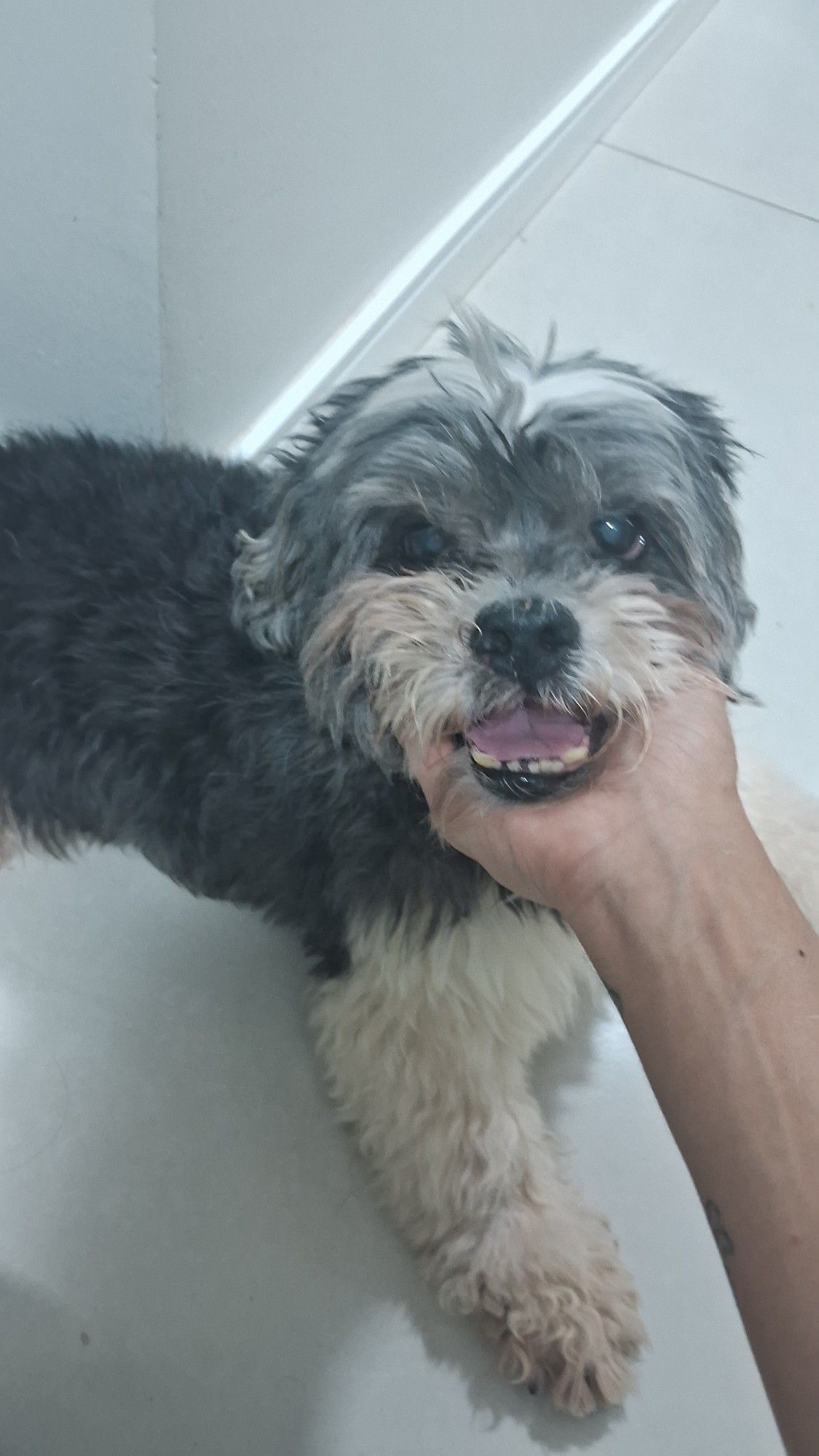 foto de um cachorrinho da raça lhasa apso(porte pequeno, peludinho) idoso, com a boca aberta "sorrindo"/respirando depois de brincar. Ele está repousando o queixo sobre a mão de quem tirou a foto