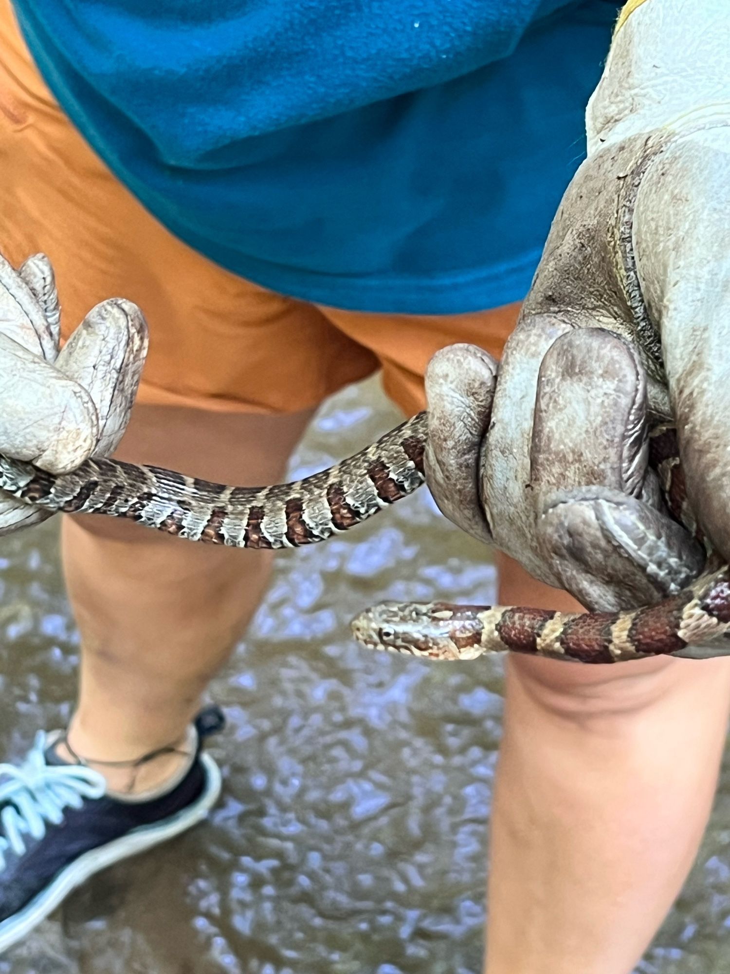 Northern Watersnake- nerodia sipedon being held by a gloved woman