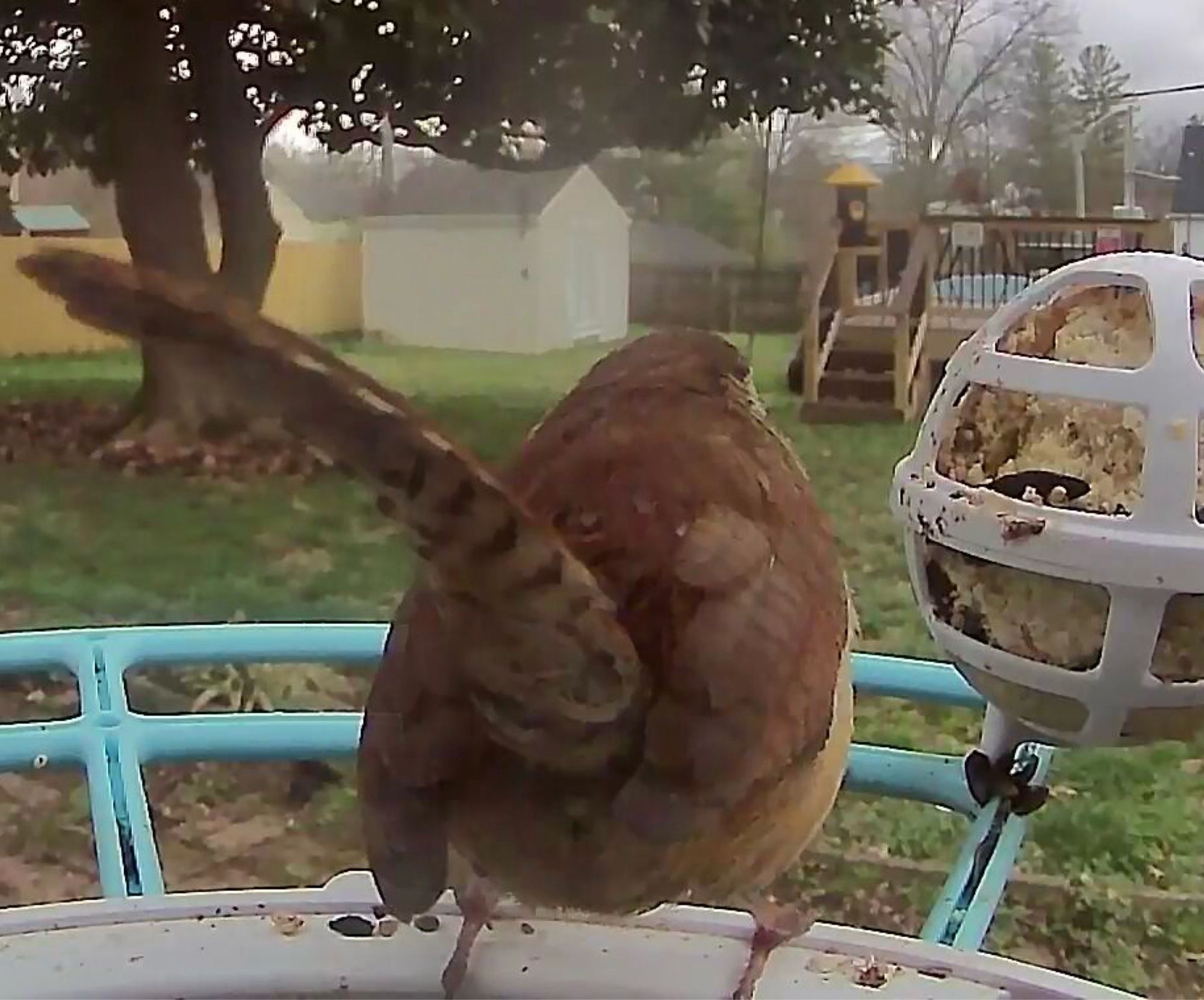 Carolina Wren tail facing camera at a feeder