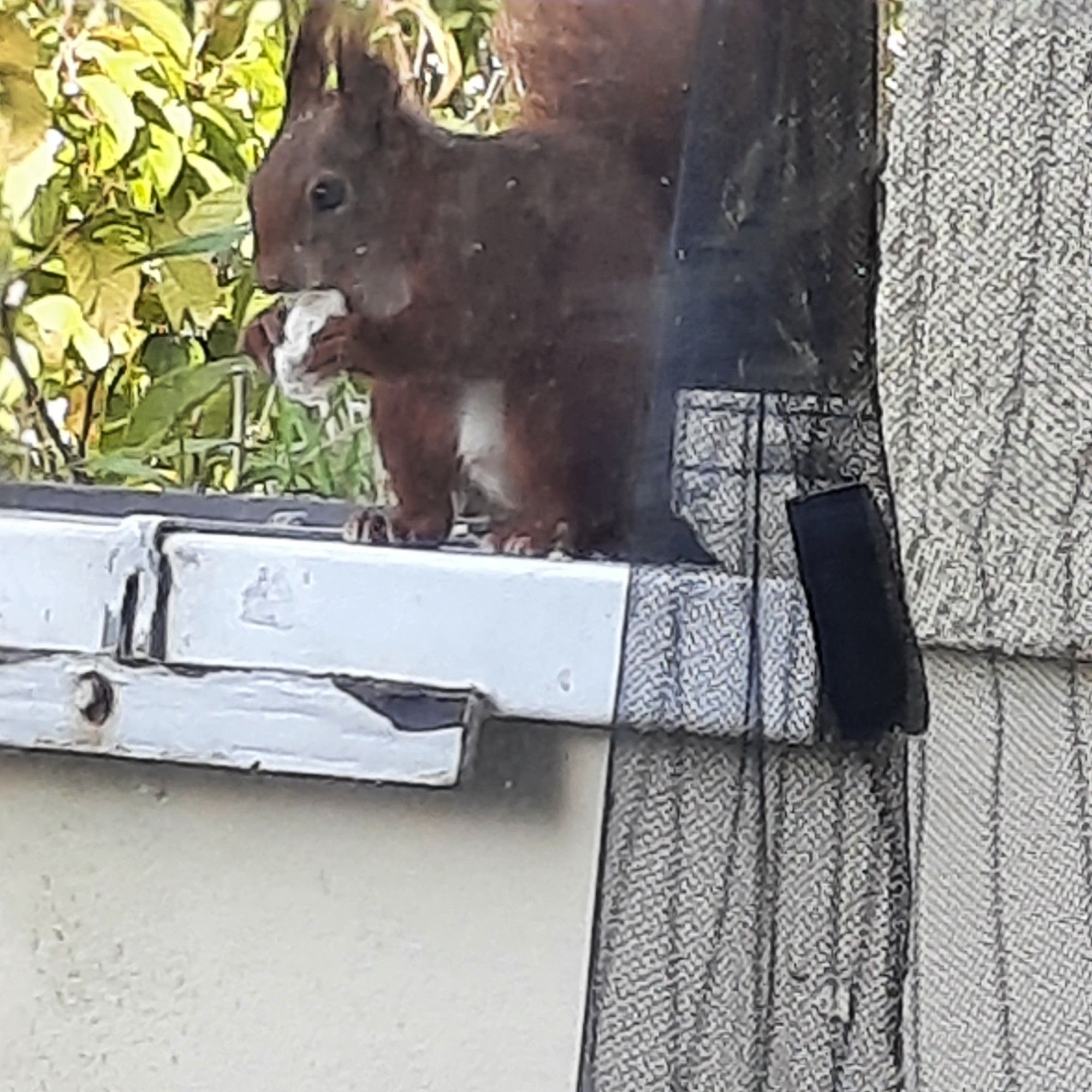 Flauschhörnchen mampft Brötchen