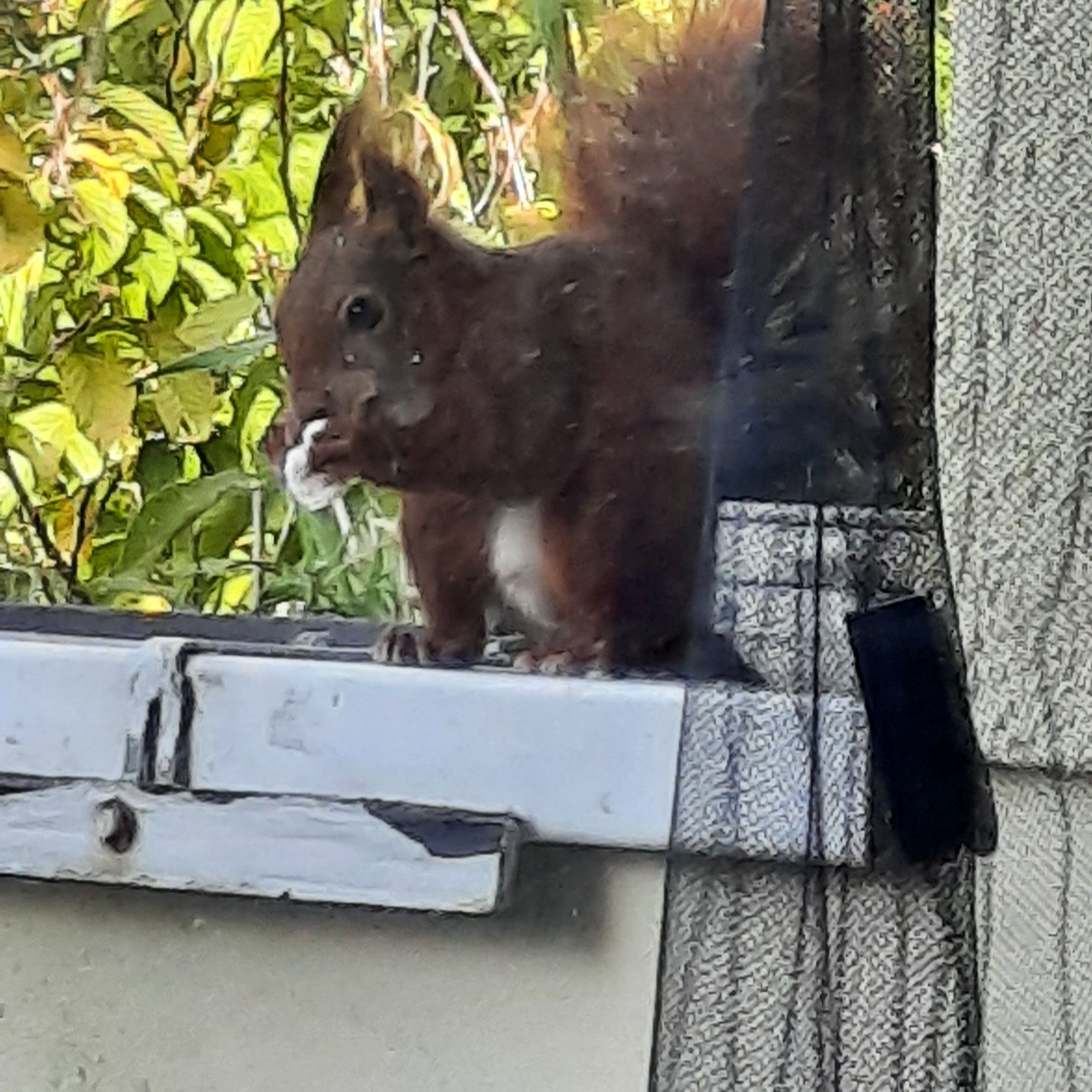 Flauschhörnchen mampft Brötchen