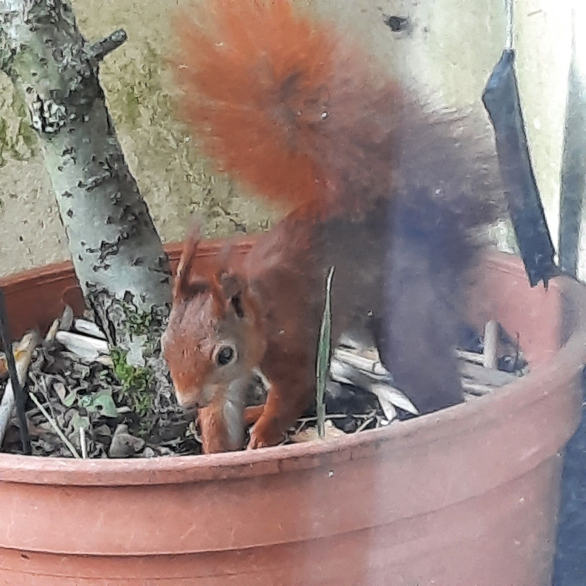 Flauschhörnchen verbuddelt ne Walnuss