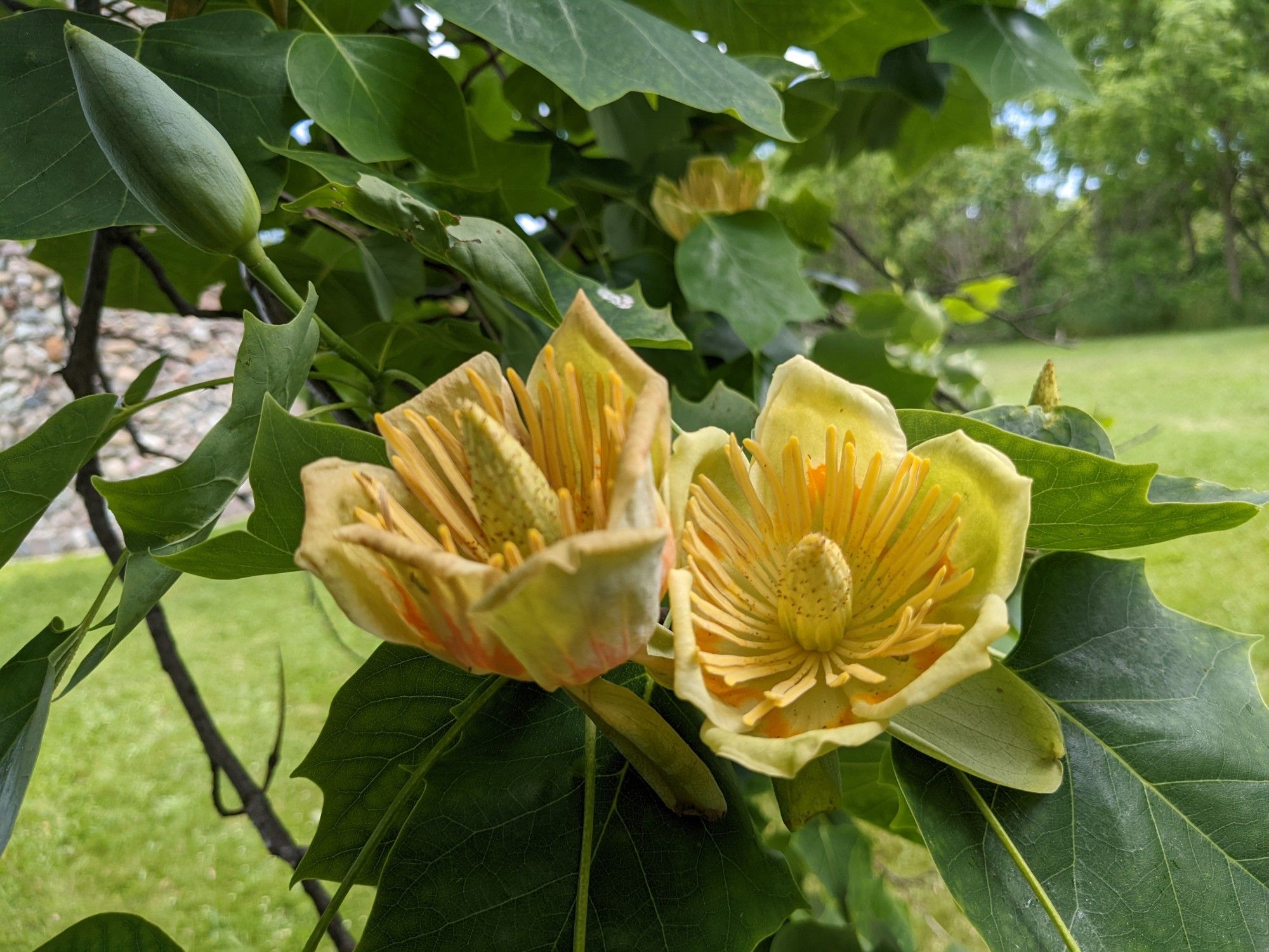 Tuliptree flowers from a stand of trees at the edge of the tower's cleared area.