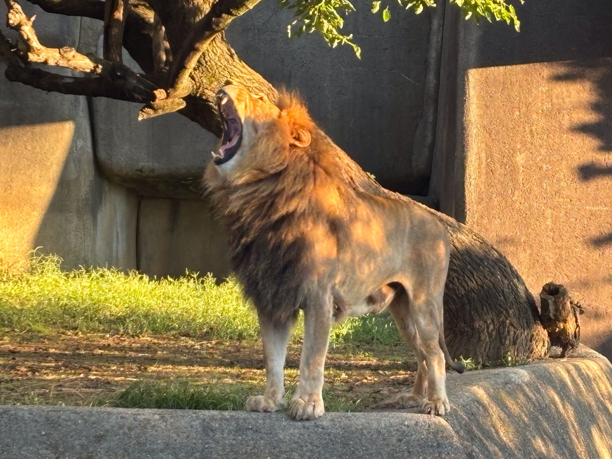 Male lion standing and yawning in the early morning sunlight.