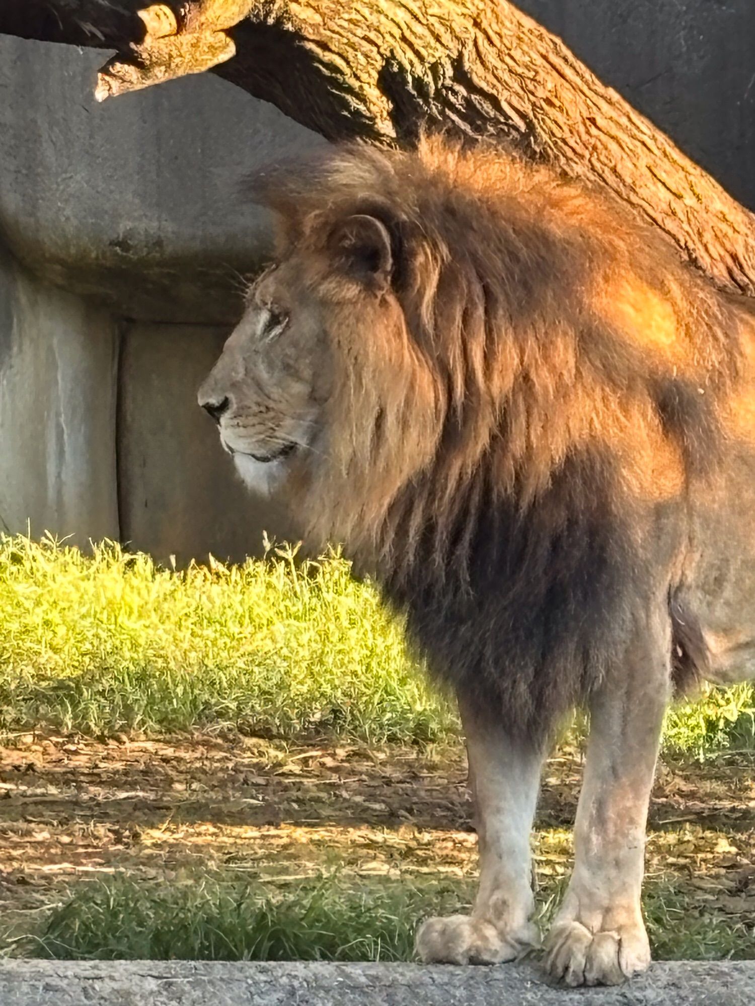 Closer shot of the same lion.