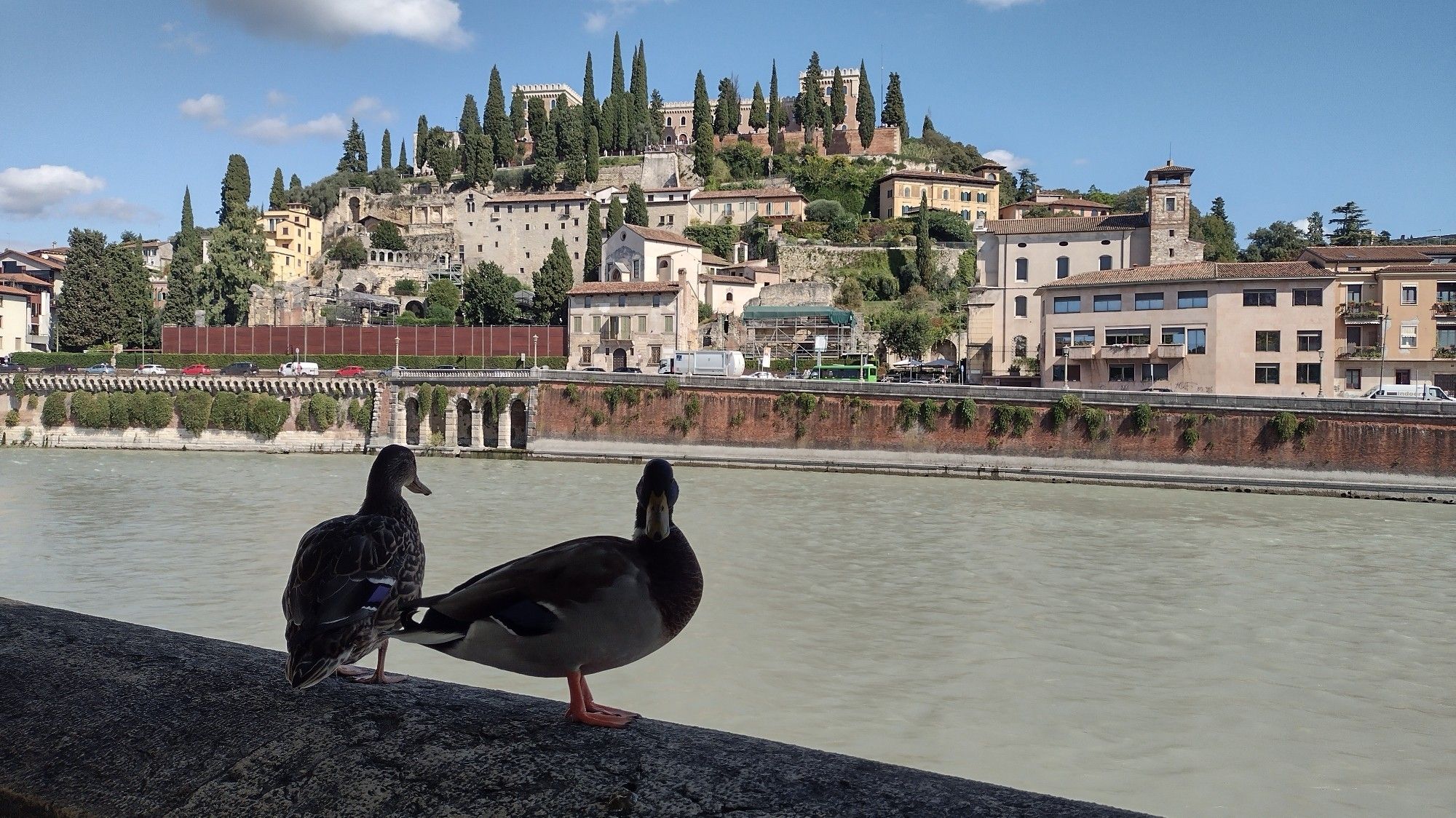 Zwei Enten auf einer Mauer am schattigen Flussufer. Der Tag ist sonnig. Auf der gegenüberliegenden Uferseite in der Sonne sind beige Häuser mit roten Dachziegeln und typisch mediterranen Bäumen auf einem Hügel zu sehen. Über den Häusern ganz oben auf dem Hügel ist ein Schloss. Auf halber Höhe stehen sehr viele winzig kleine Menschen auf Aussichtsplatformen und an Mauern. Sie machen Fotos vom erhöhten Standpunkt auf die Altstadt die sich auf der diesseitigen Uferseite befindet.