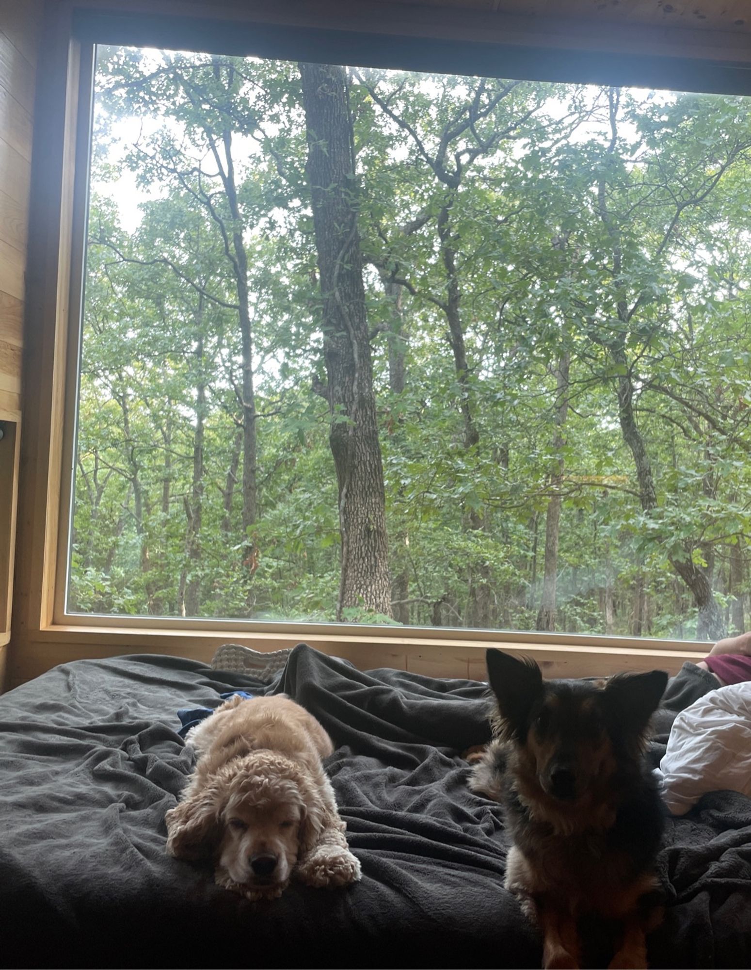 A cocker spaniel and a black dog laying on a bed where the window behind them opens up to forest. 