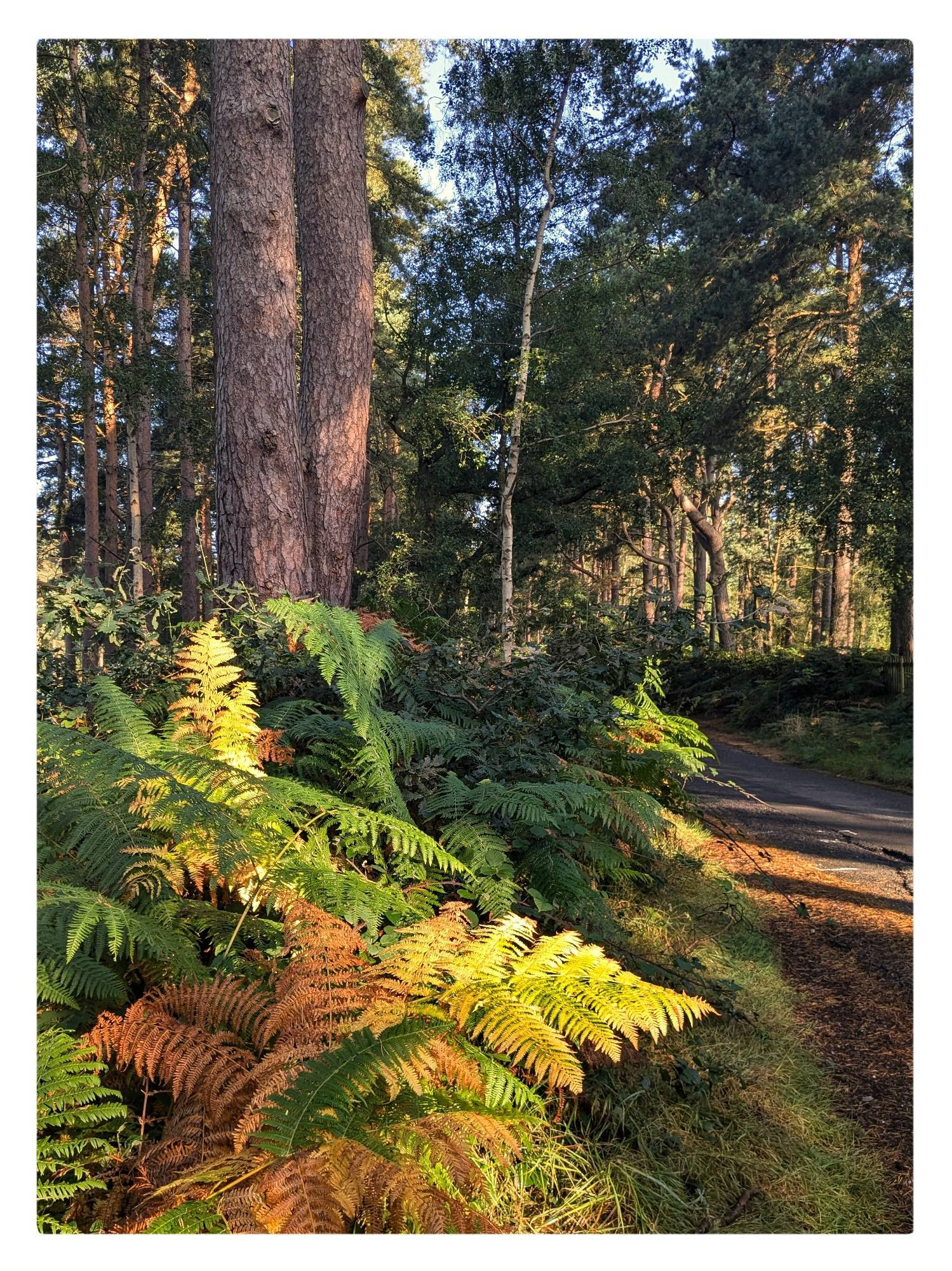 Some bracken fronds starting to yellow and brown, underneath conifers.