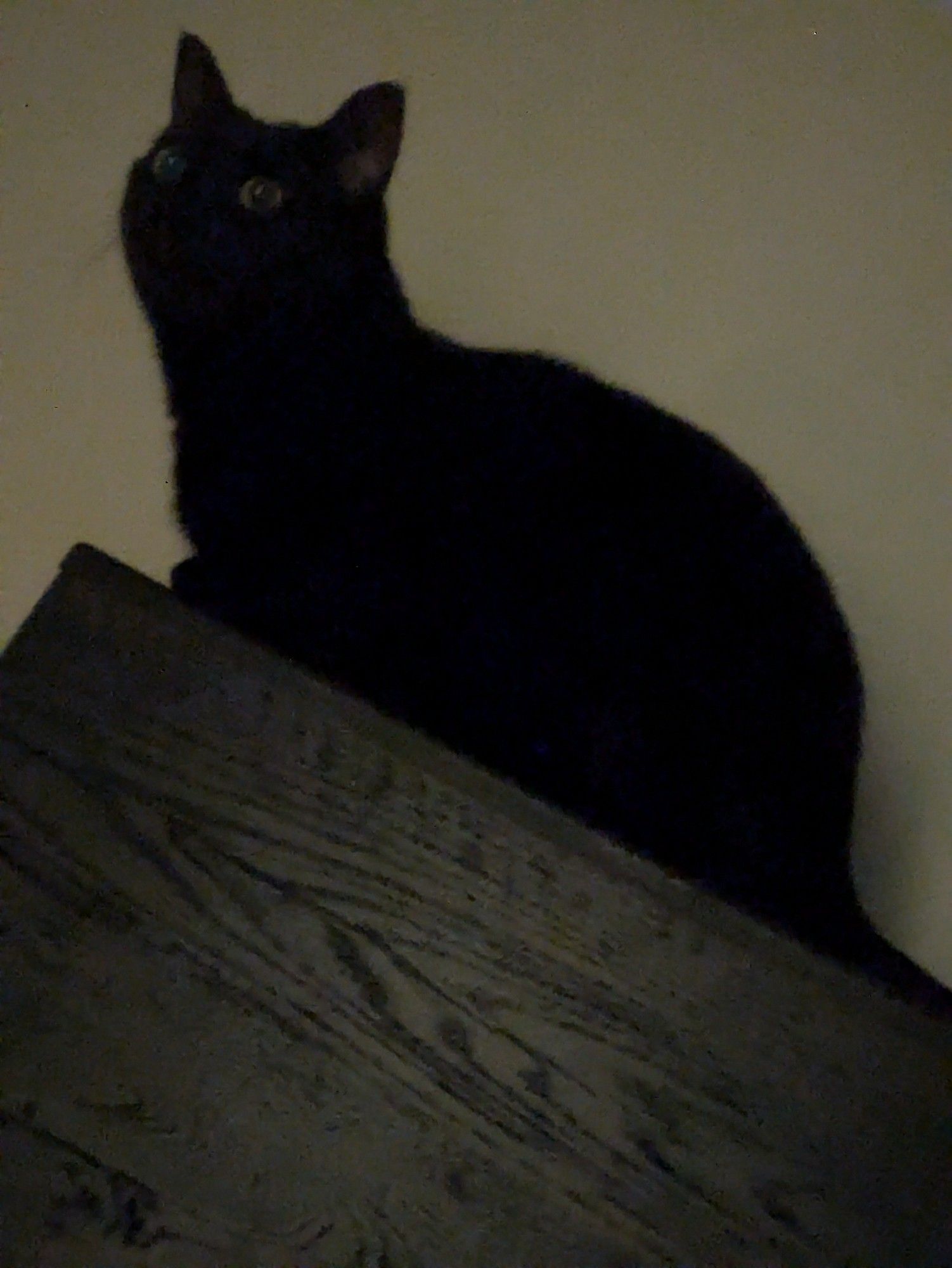 A black cat perched on a bed headboard with his neck sticking waaaaaaay out