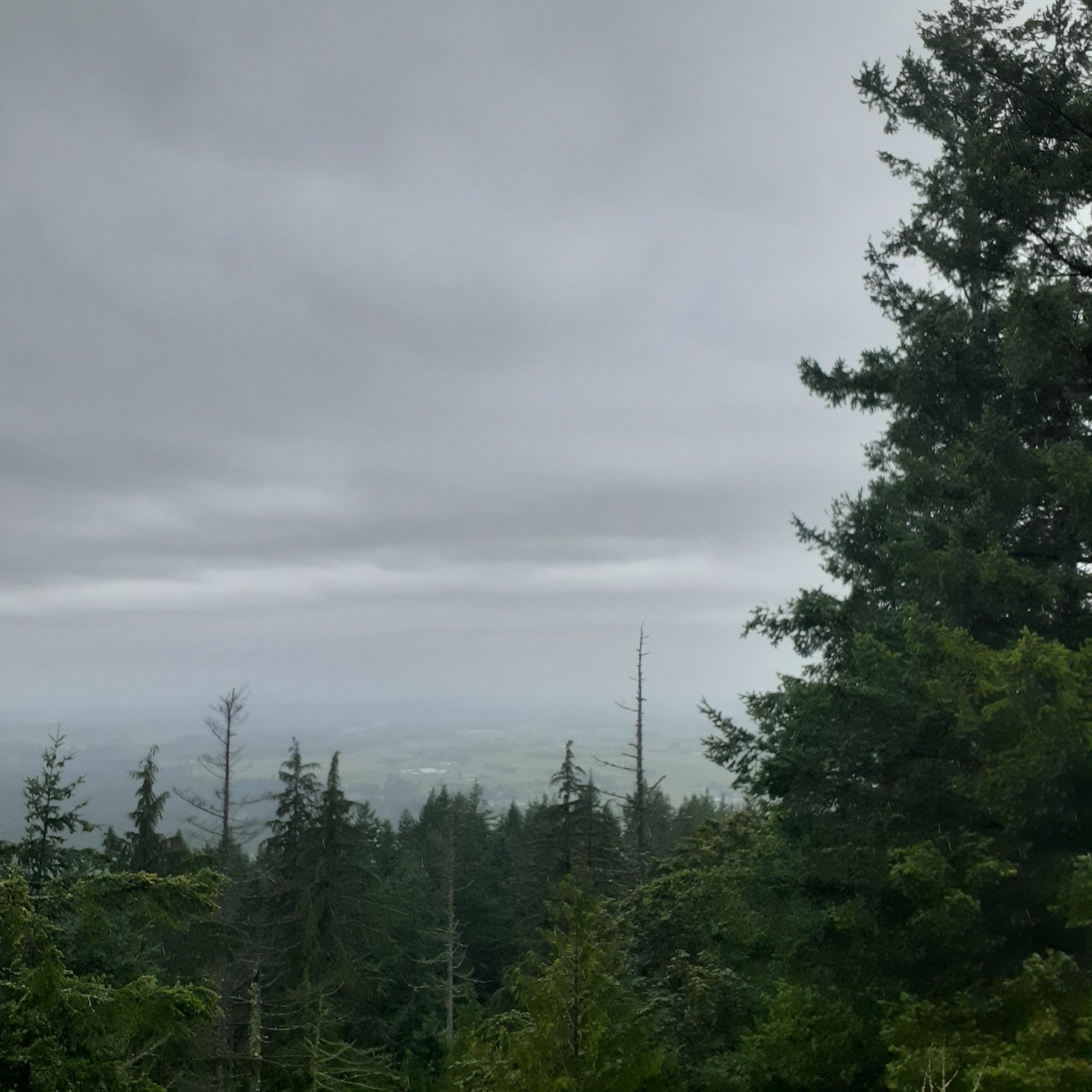 Wet, drippy trees with an obscured view of clouds.