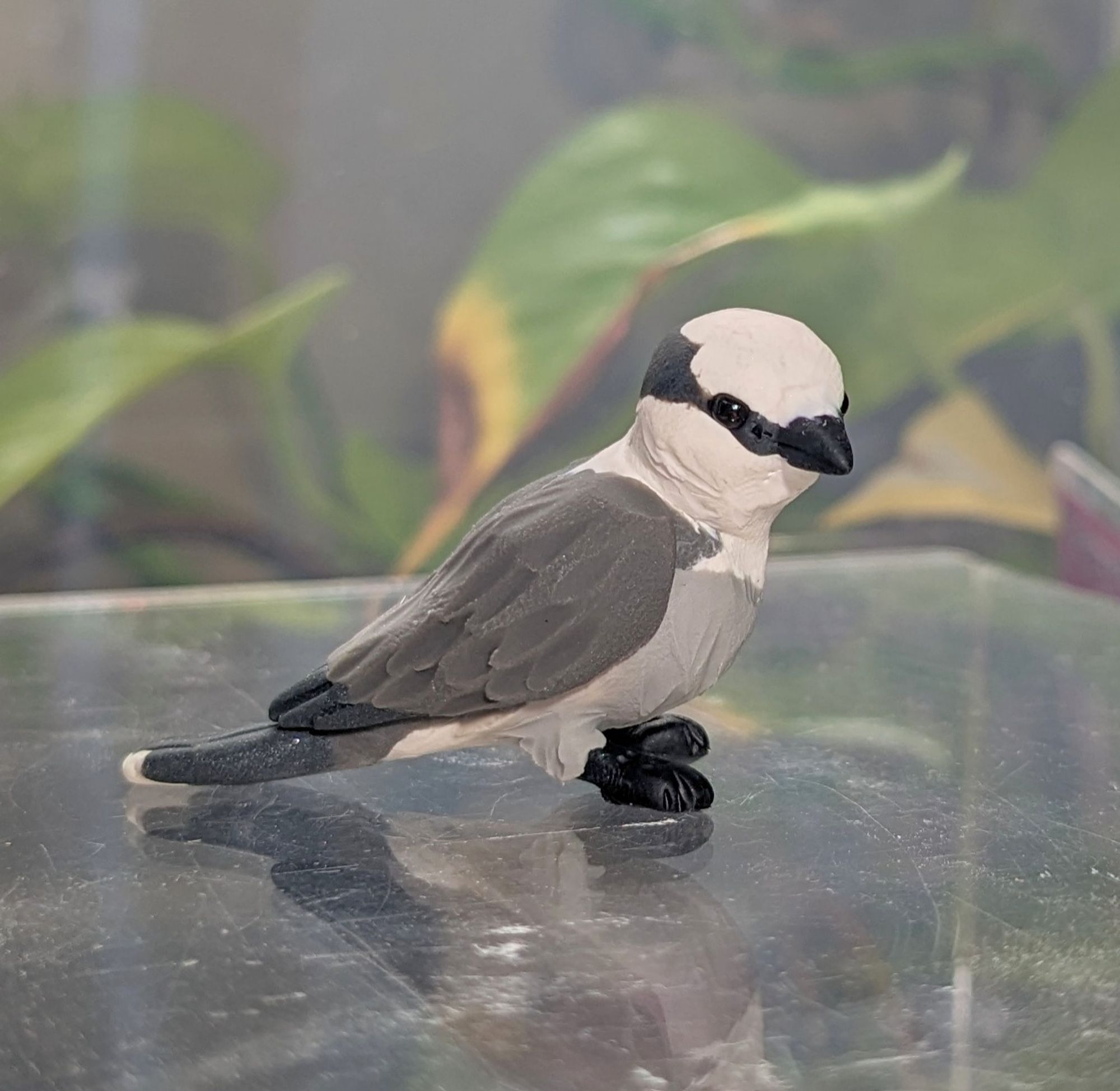 A figurine of a Gray Jay. The bird has a white face, black mask, and grey wings. He looks like he's studying the situation.