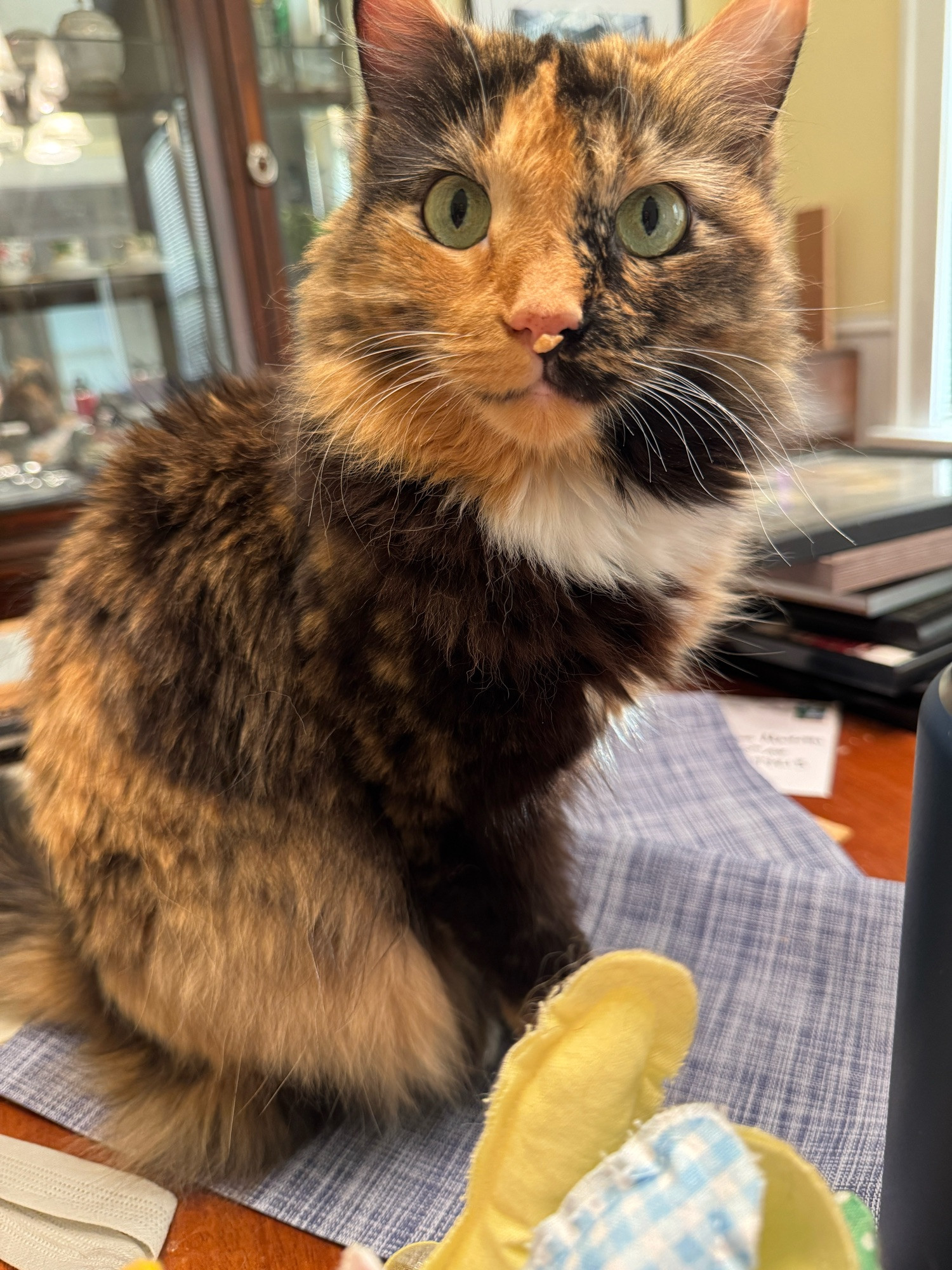 An orange and black cat with wide green eyes sits on a table. A chunk of wet food is stuck to her nose.