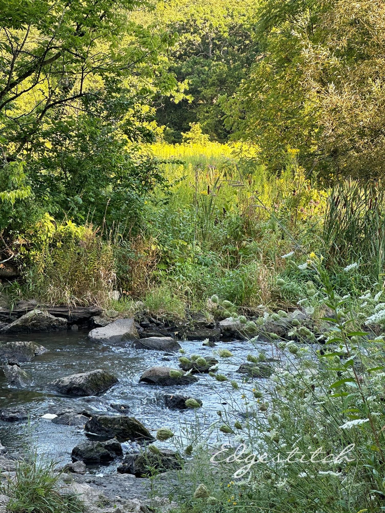 Vertical view, with running creek and rocks in foreground, brush and bright yellow field in the background, more trees in the distance.  Queen Anne's lace flowers on shore in foreground.