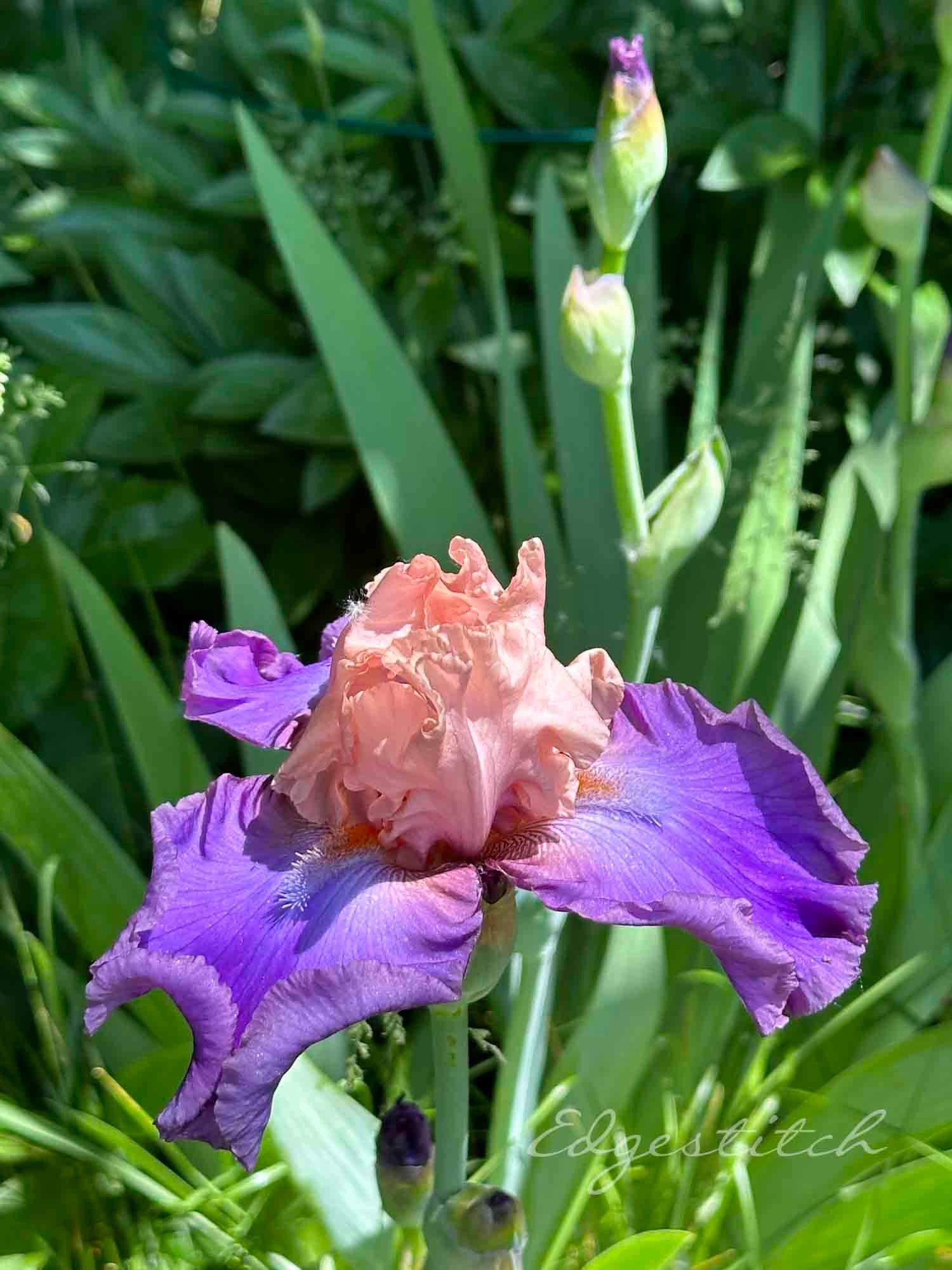 Bottom of the shot is a close-up of a bearded iris with unfurling purple outer petals and light coral inner curly petals. More iris buds in the background toward the top of the shot, Spiky green Iris leaves in the background out of focus.