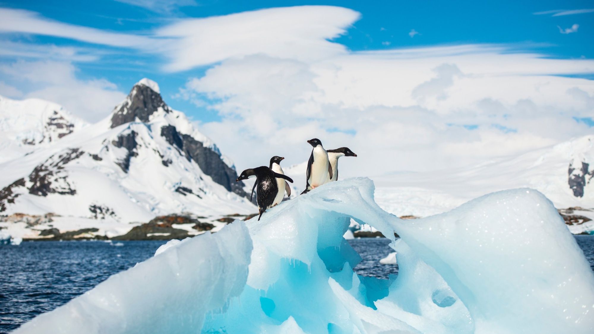 Eine Gruppe von vier Pinguinen auf einem kleinen Eishügel.