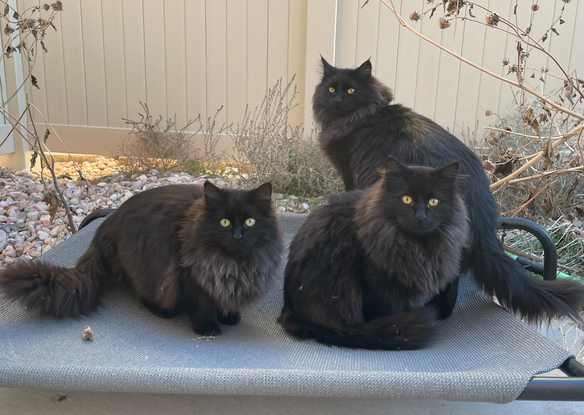 Three longhair black cats