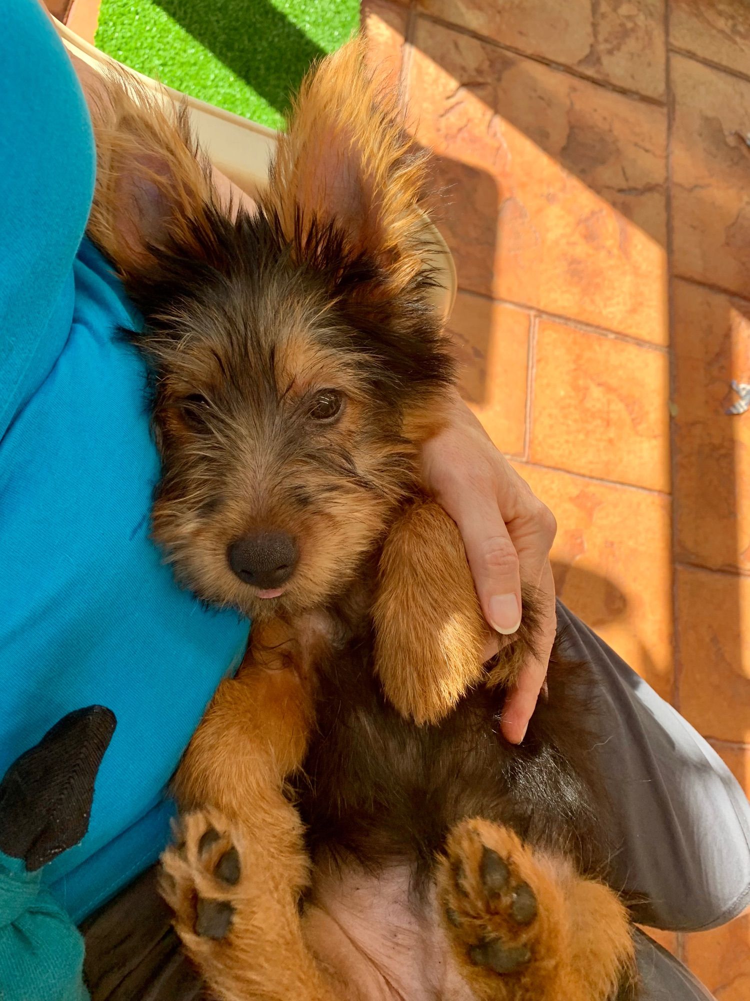 An Australian terrier puppy lies on his person’s lap, looking at the camera, sweet and soft with fluffy paws and big ears (and concealed piranha teeth)