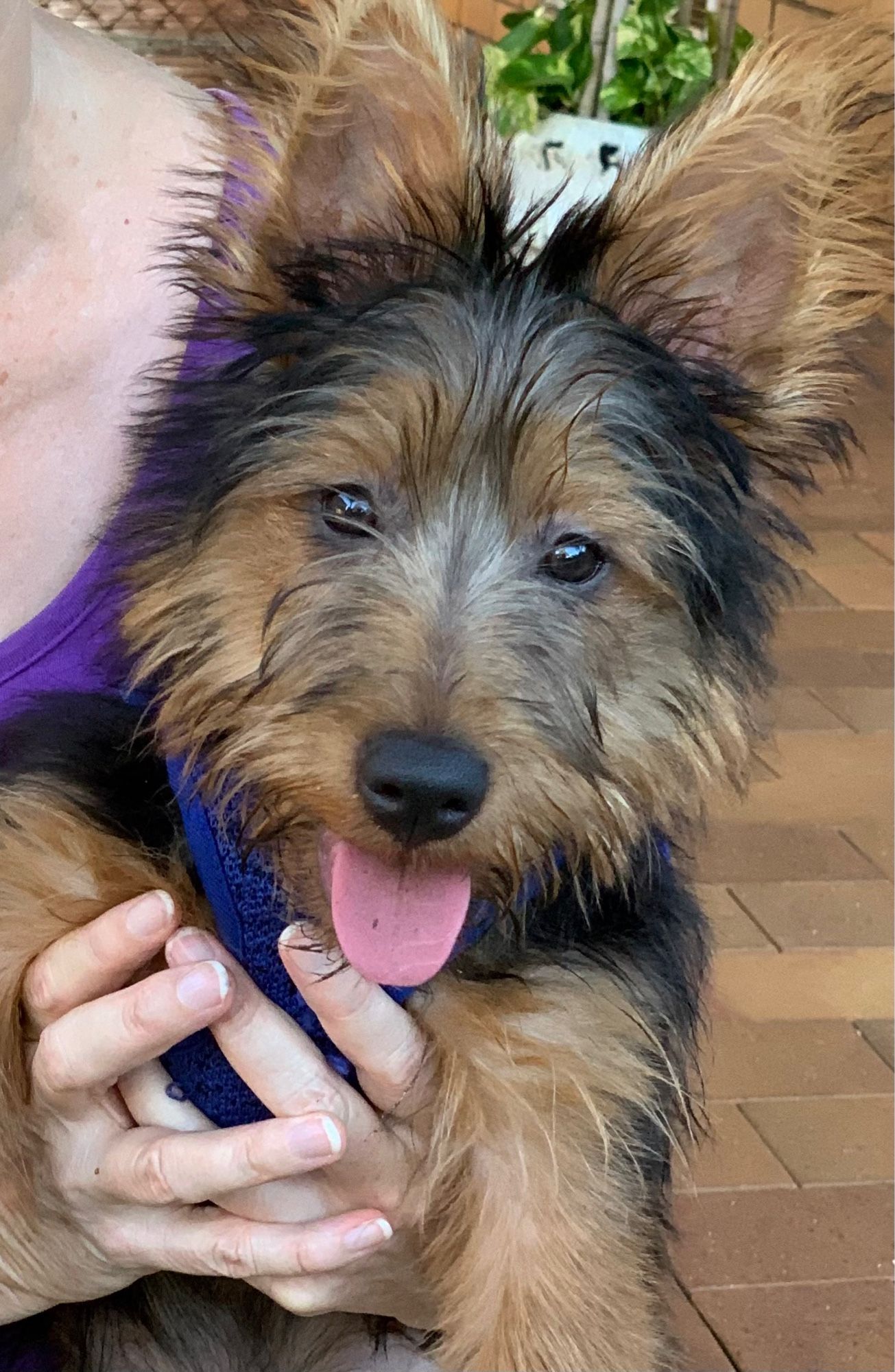 An Australian terrier puppy with his tongue hanging out, looking like an angel but plotting mischief and debacle.