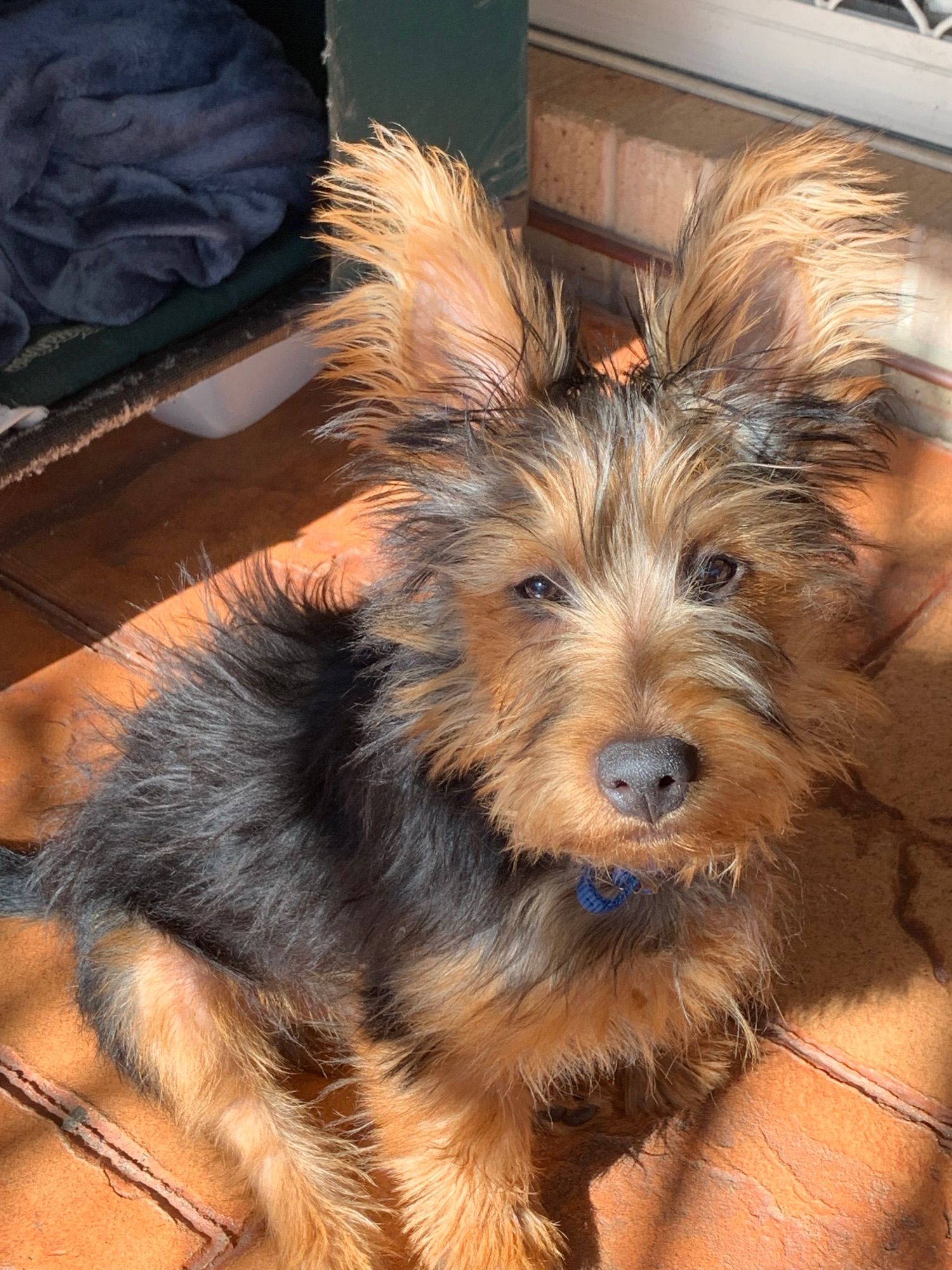 A fluffy Australian terrier puppy with large hairy ears looks at the camera while secretly plotting mischief