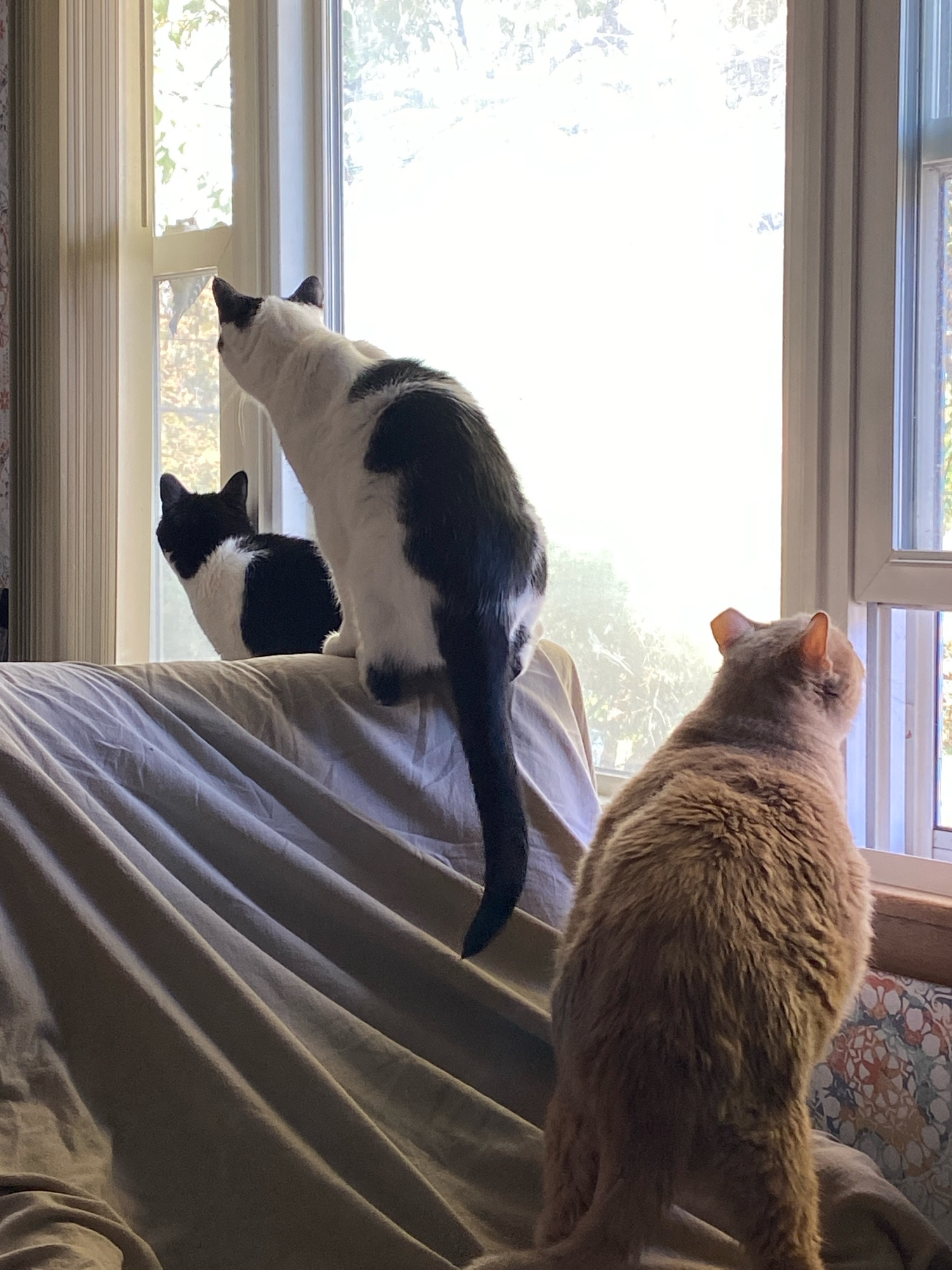 Three cats on a chair in front of a set of windows. A bird is pecking at the window frame of the far window. Two black and white cats watch the bird. The roundish tawny cat looks out the open window next to him.