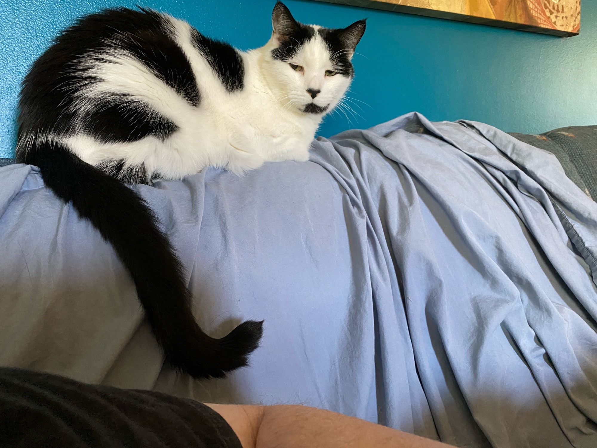 A white and black cat, sitting on the back of a couch. They are looking at the camera with half closed eyes. Tail hangs down but curls up again at the end.