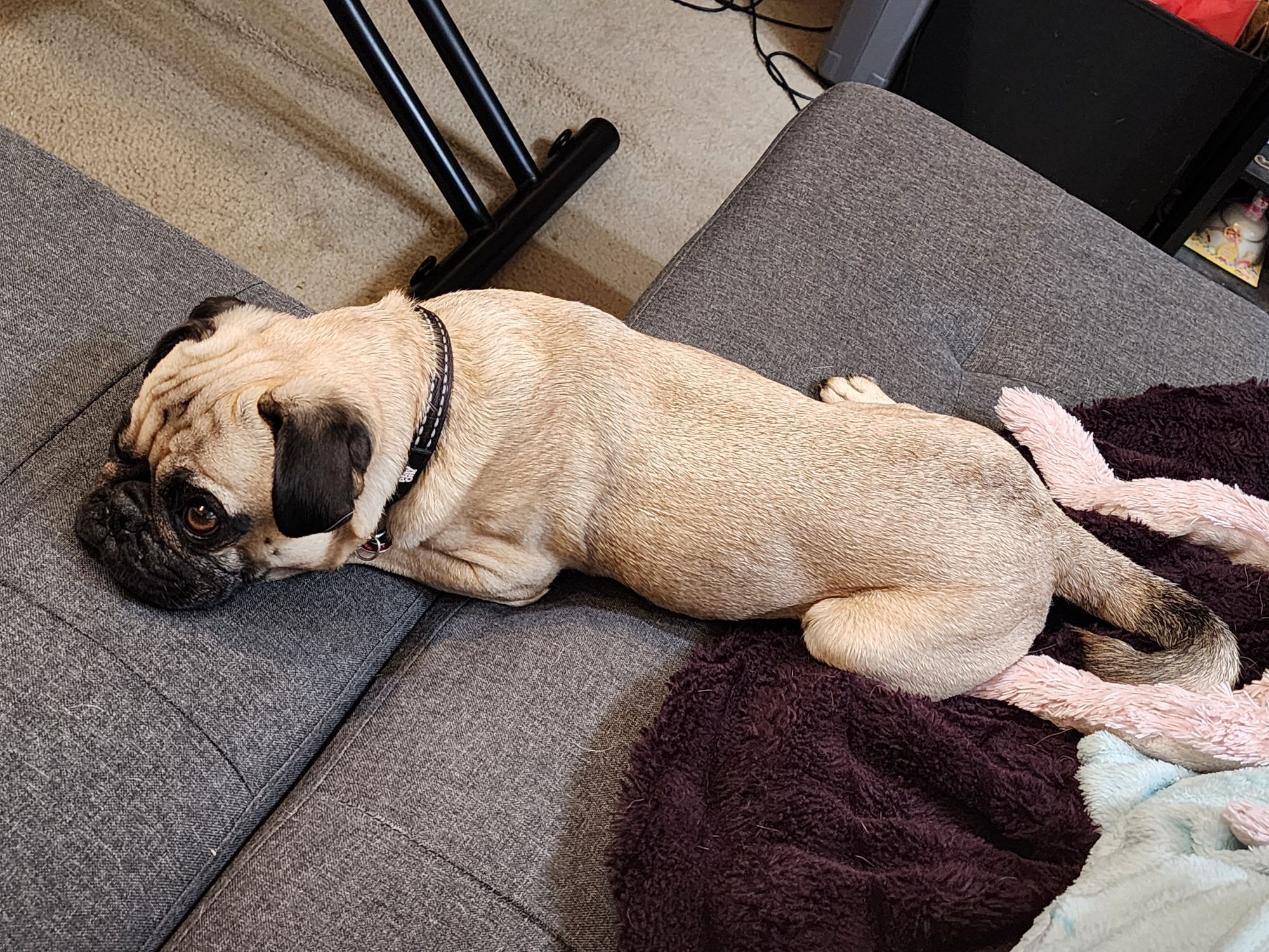 Dog photo of Archie the GOAT pug splayed out on the couch from an alternate angle.