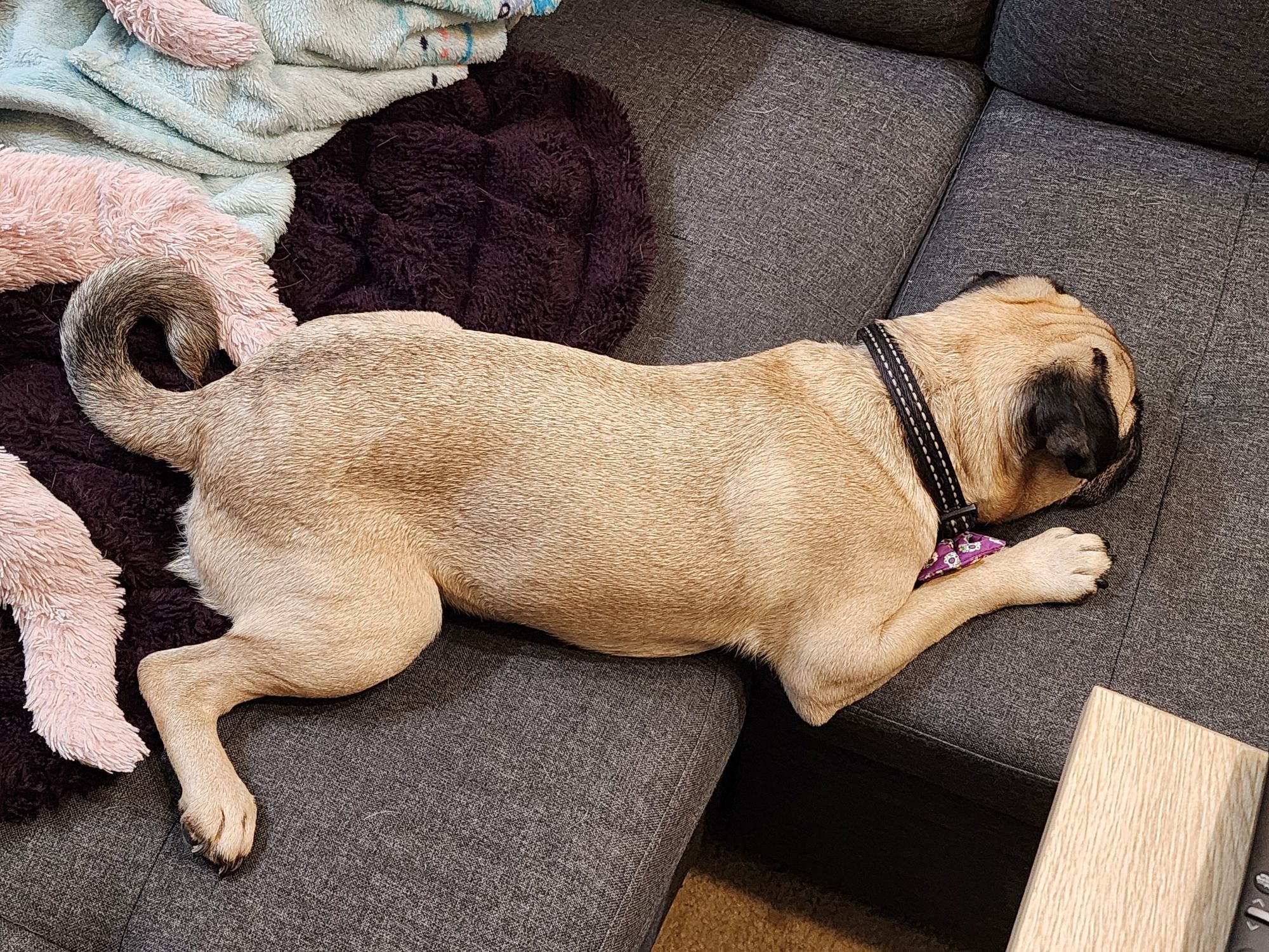 Dog photo of Archie the GOAT pug splayed out, partially bridging the 90 degree gap in an L-shaped couch.