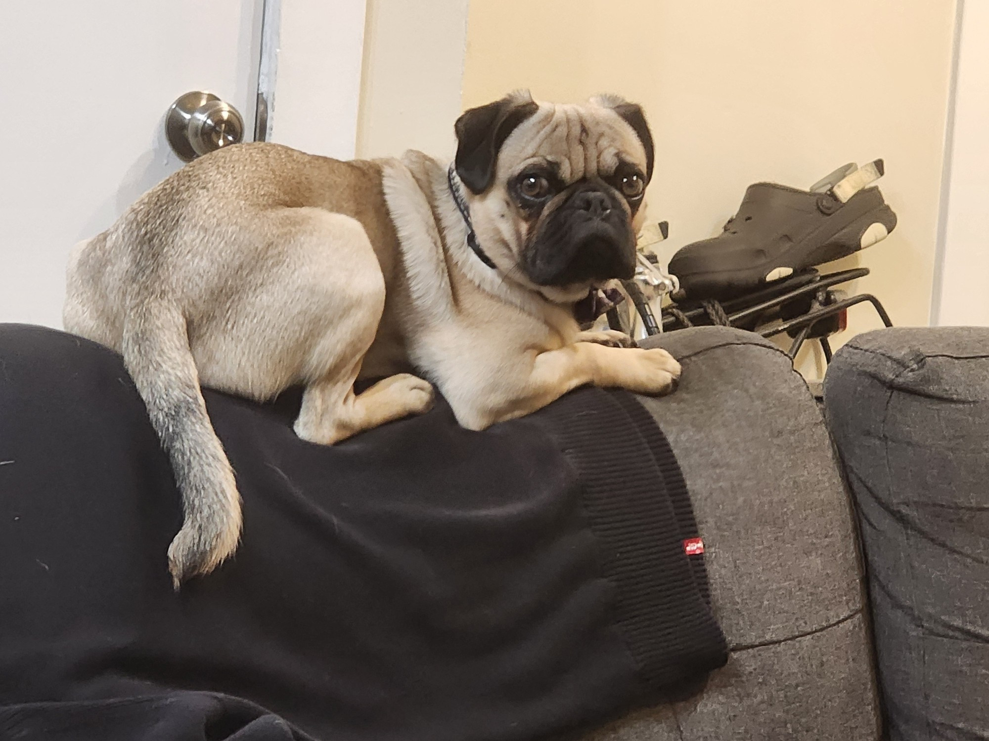 Dog photo of Archie the GOAT pug perched on the back of a sofa, looking back at the camera with a suspicious expression