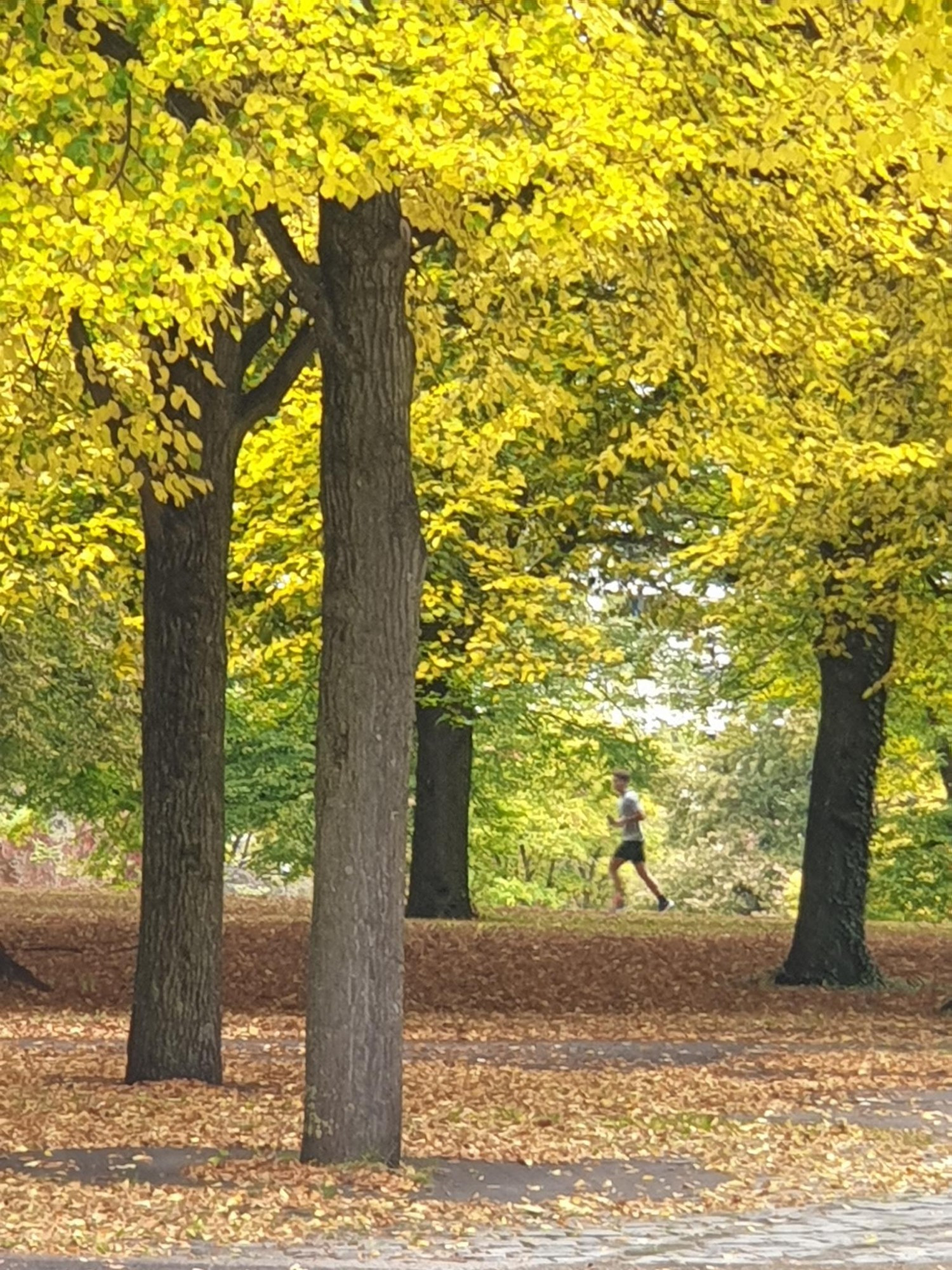 Blick auf mehrere Baumstämme mit gelb gefärbter Baumkrone. Der Boden und der gepflasterte Gehweg im Vordergrund sind mit goldgelbem Blättern bedeckt. Zwischen 2 Bäumen ist ein Jogger zu sehen.