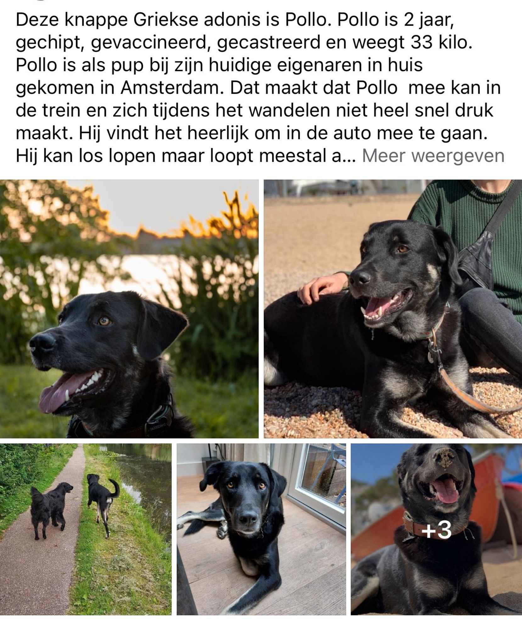 Omschrijving en foto’s van hond Pollo